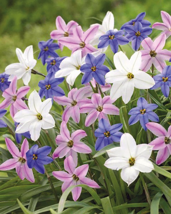 Ipheion uniflorum Mischung mit sternförmigen Blüten in Weiß, Rosa und Blau – Frühlingslichtstern für Steingarten und frühlingshafte Beete