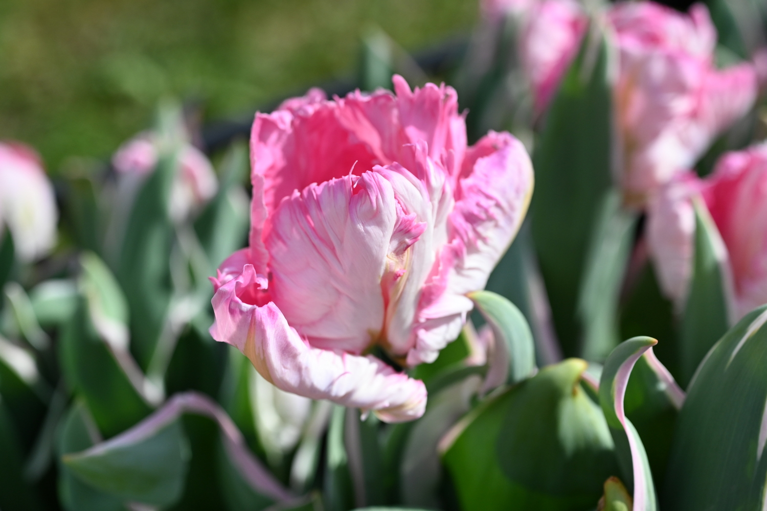 Nahaufnahme einer rosa Papageien-Tulpe mit gefransten, zarten Blütenblättern und grünen Blättern im Hintergrund.