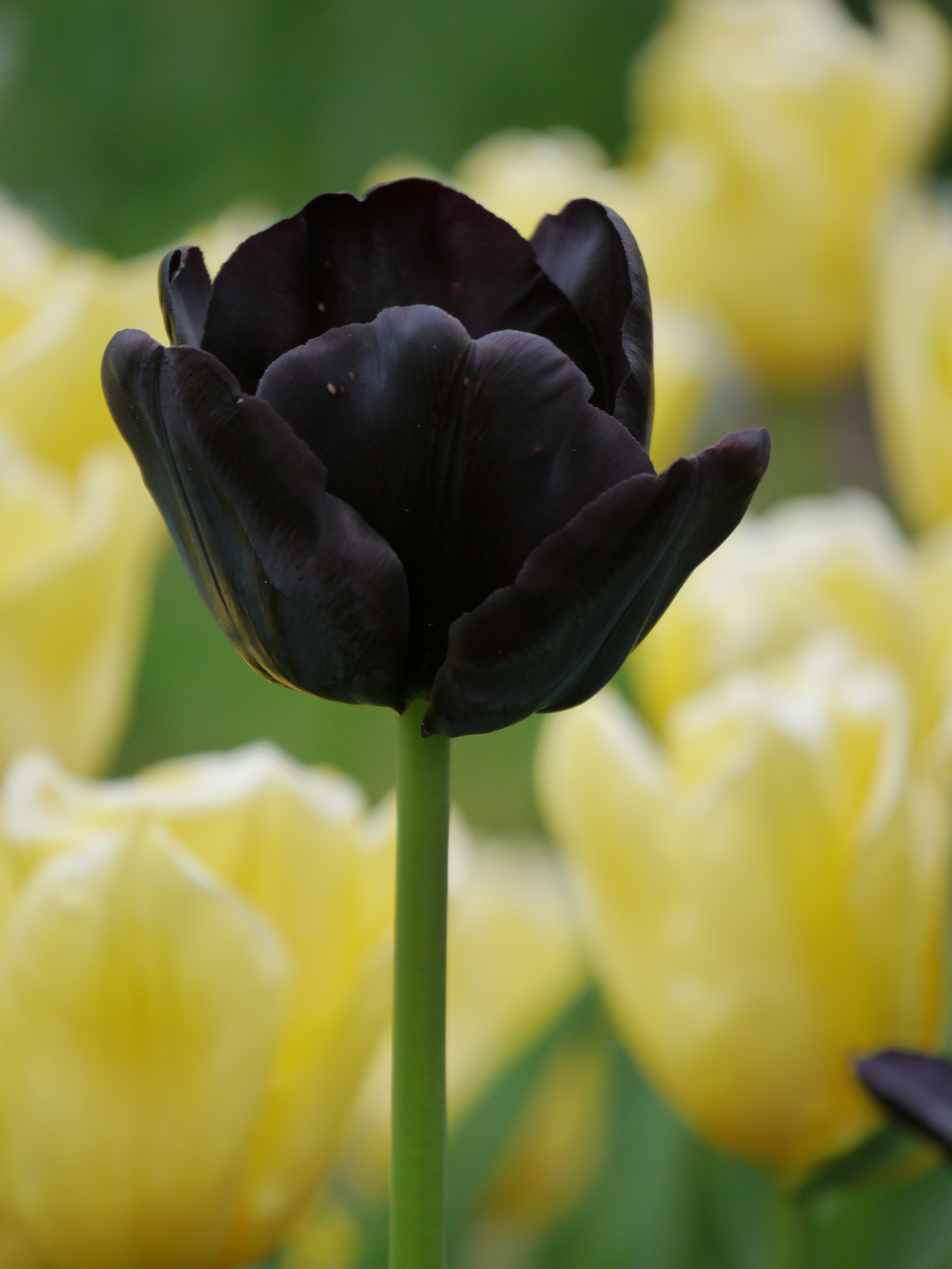 52204_Triumph-Tulpen Paul Scherer Nahaufnahme einer dunkelvioletten bis schwarzen Tulpe im Vordergrund, unscharfer Hintergrund mit hellgelben Tulpen