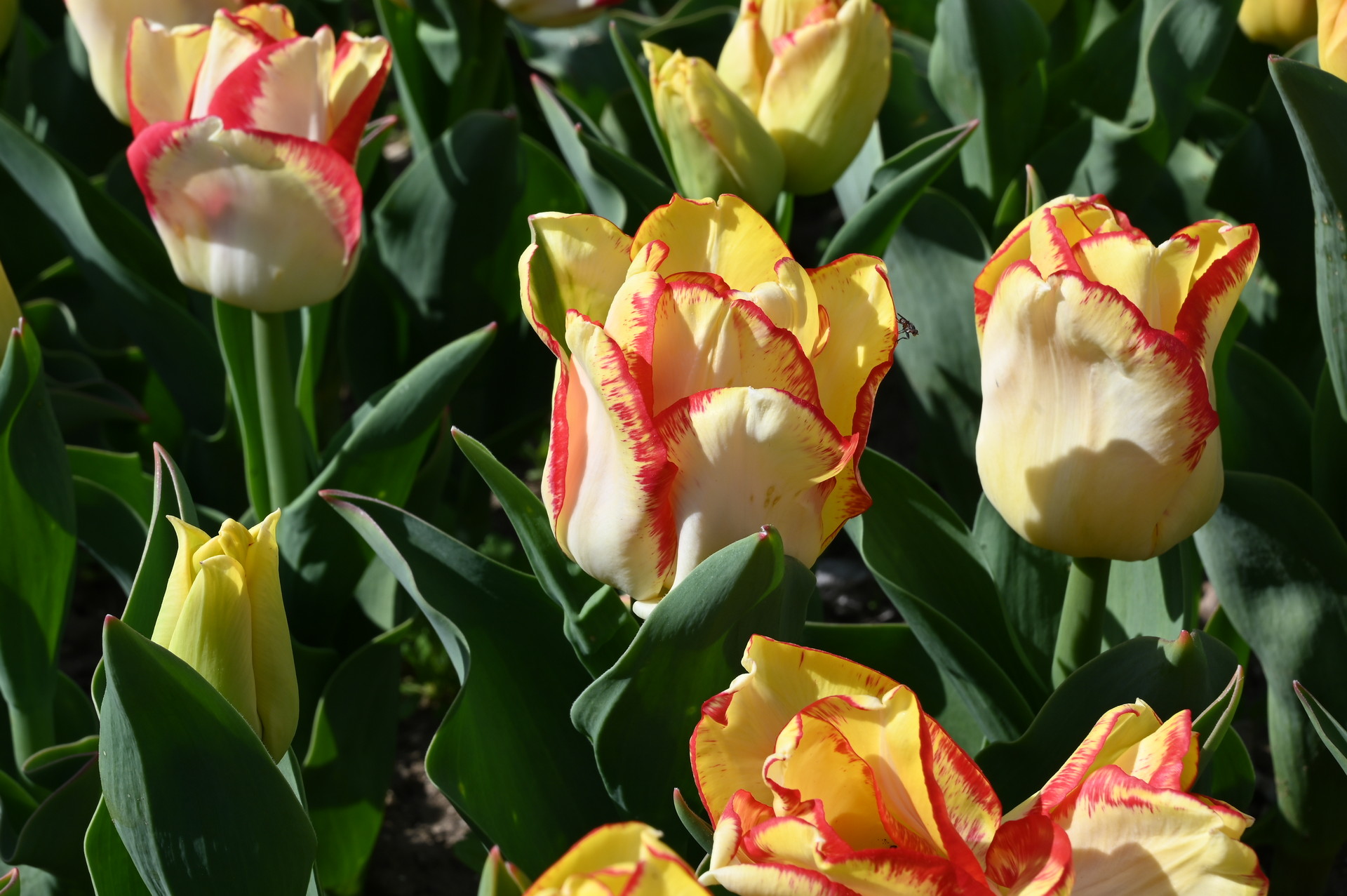 Triumph-Tulpe Aquarel im Beet: gelbe bis cremeweiße Blüten mit markant rotem Rand und kräftigen Stielen, ideal für Rabatten und Kübel