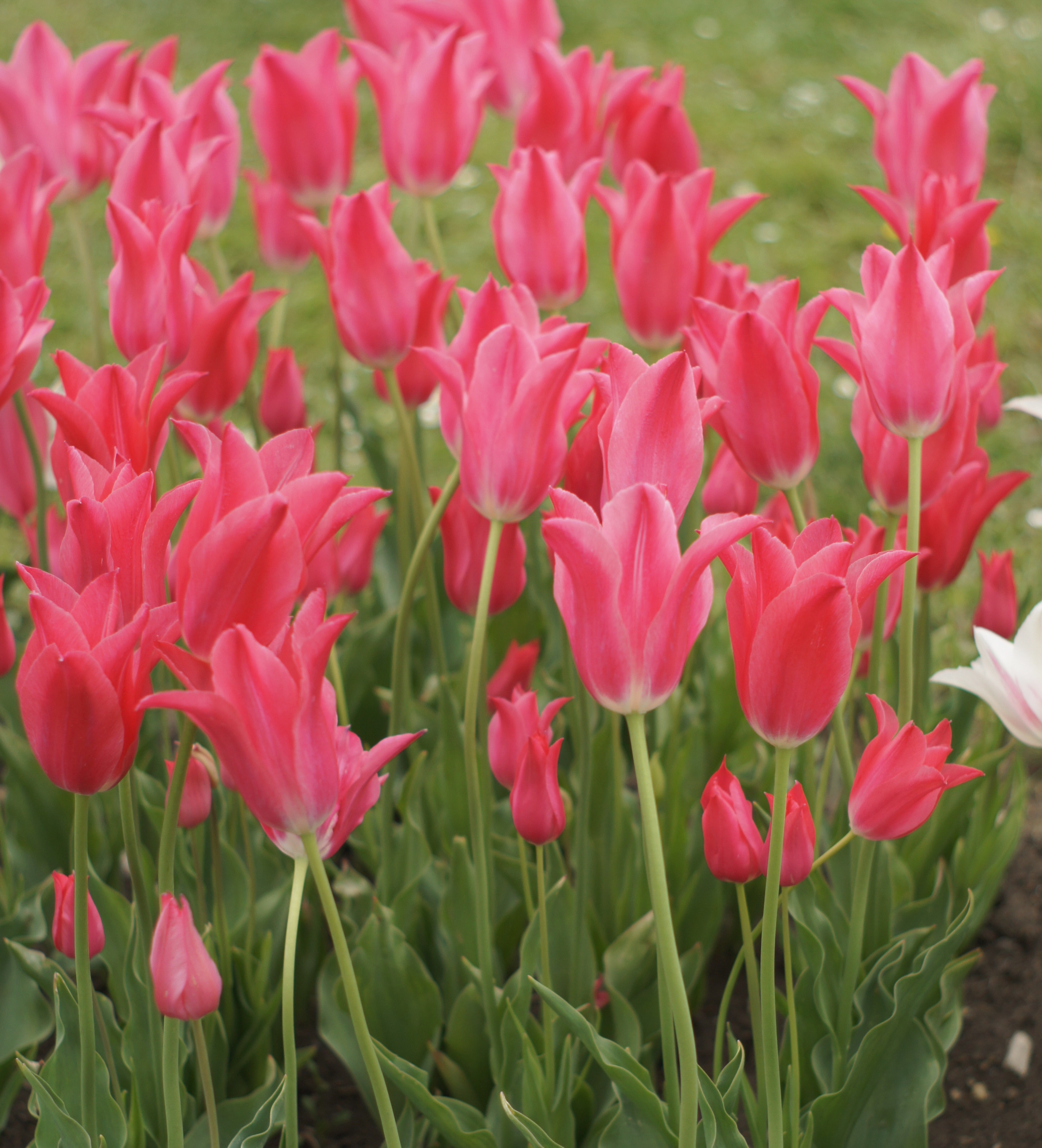 Nahaufnahme von zahlreichen rosa Tulpen mit grünen Stängeln und Blättern in einem Beet
