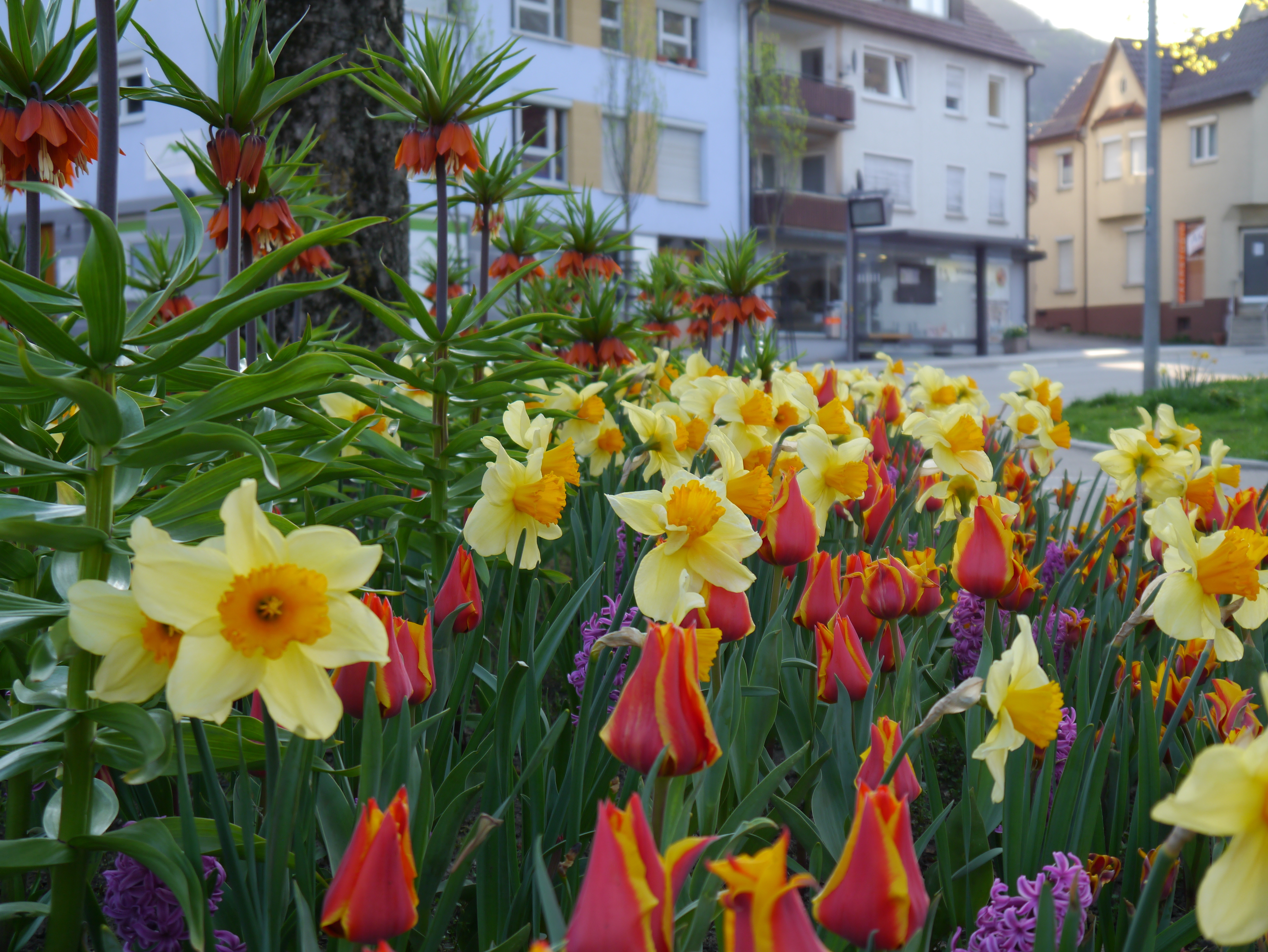 Frühlingsblumenbeet mit gelben Narzissen, rot-gelben Tulpen und orangefarbenen Kaiserkrone vor Wohnhäusern