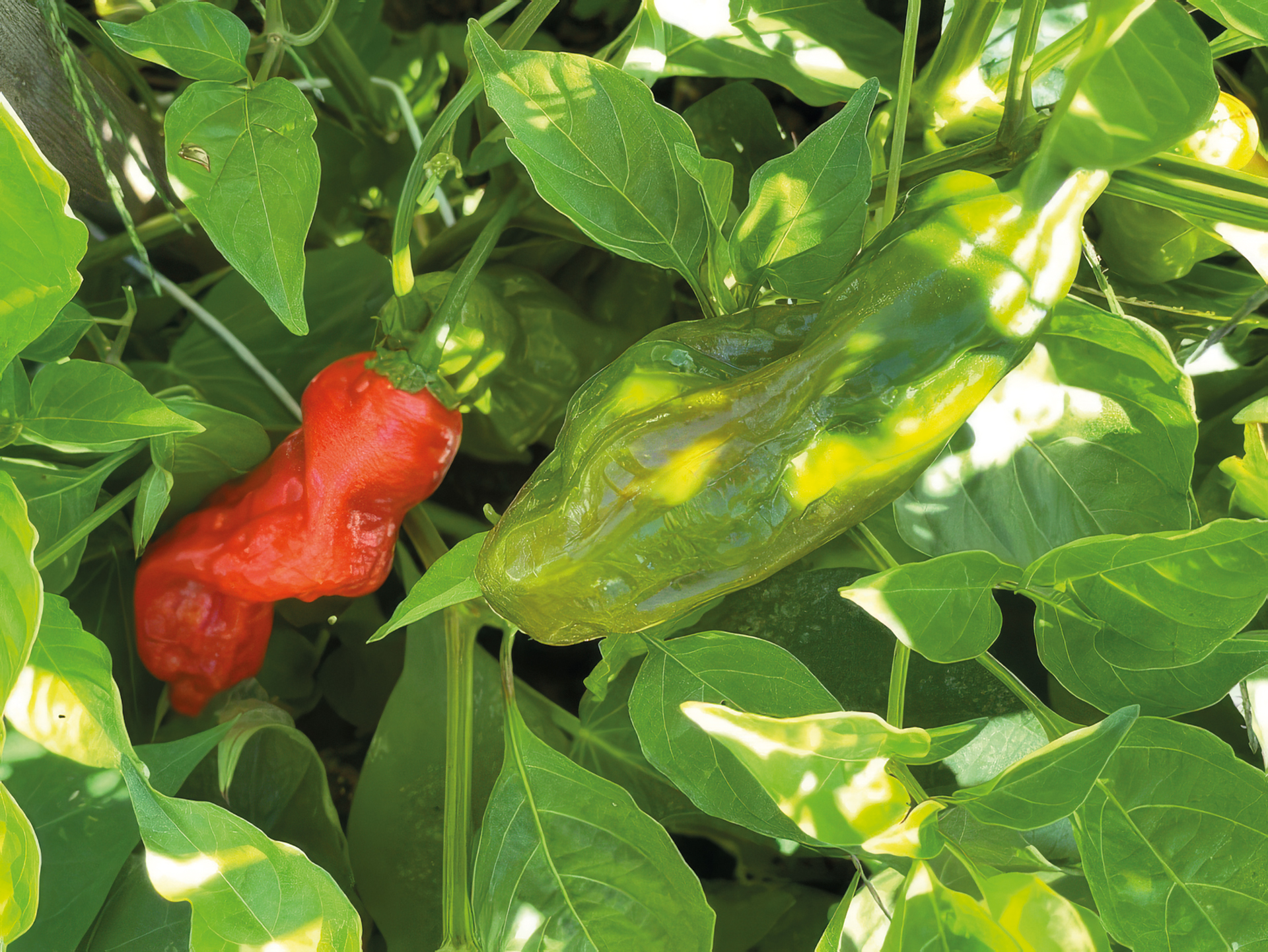 Paprika Dedo de Maca