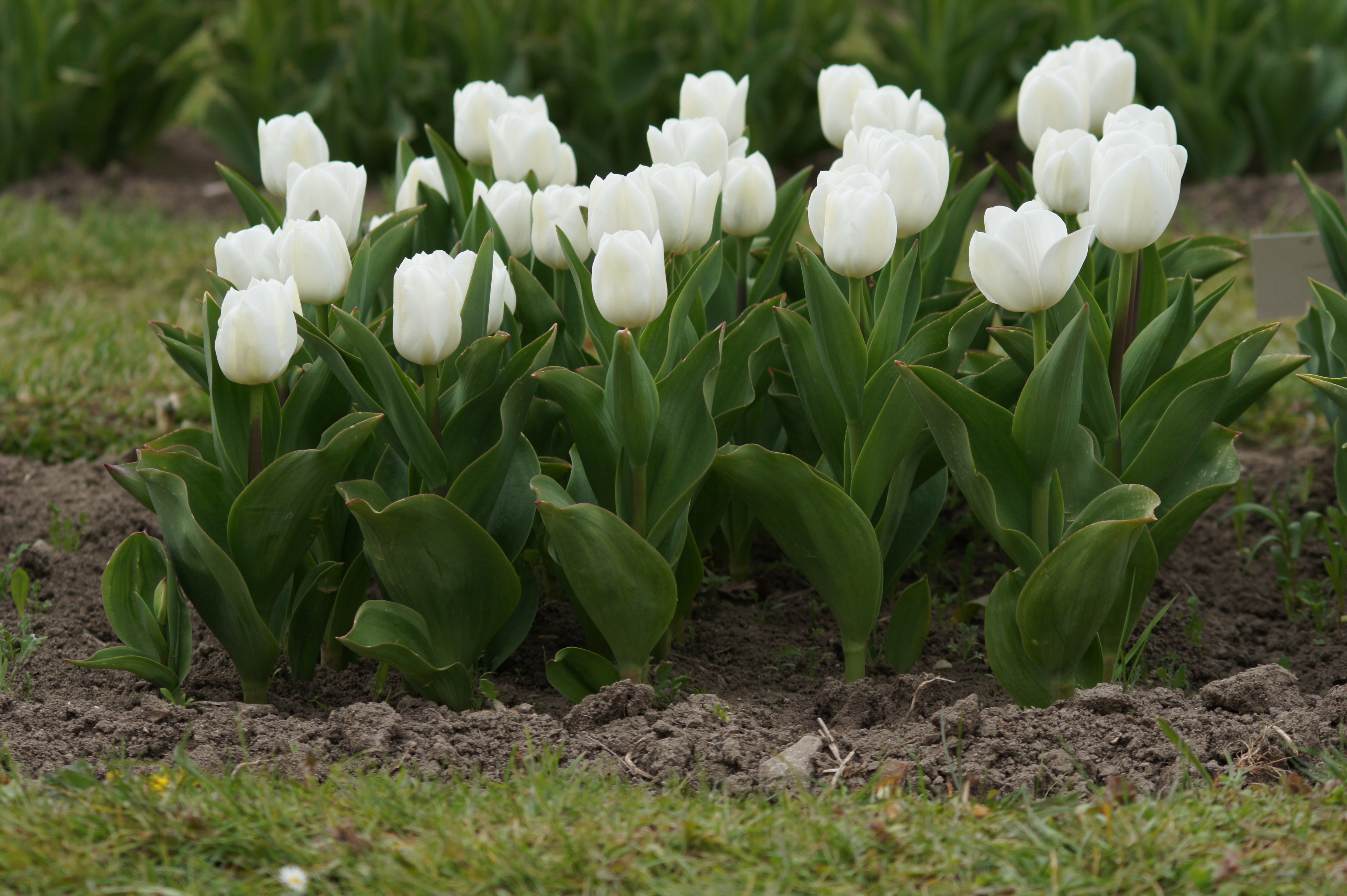 Nahaufnahme von weißen Tulpen in einem Beet mit grünen Blättern und sichtbarer Erde im Vordergrund