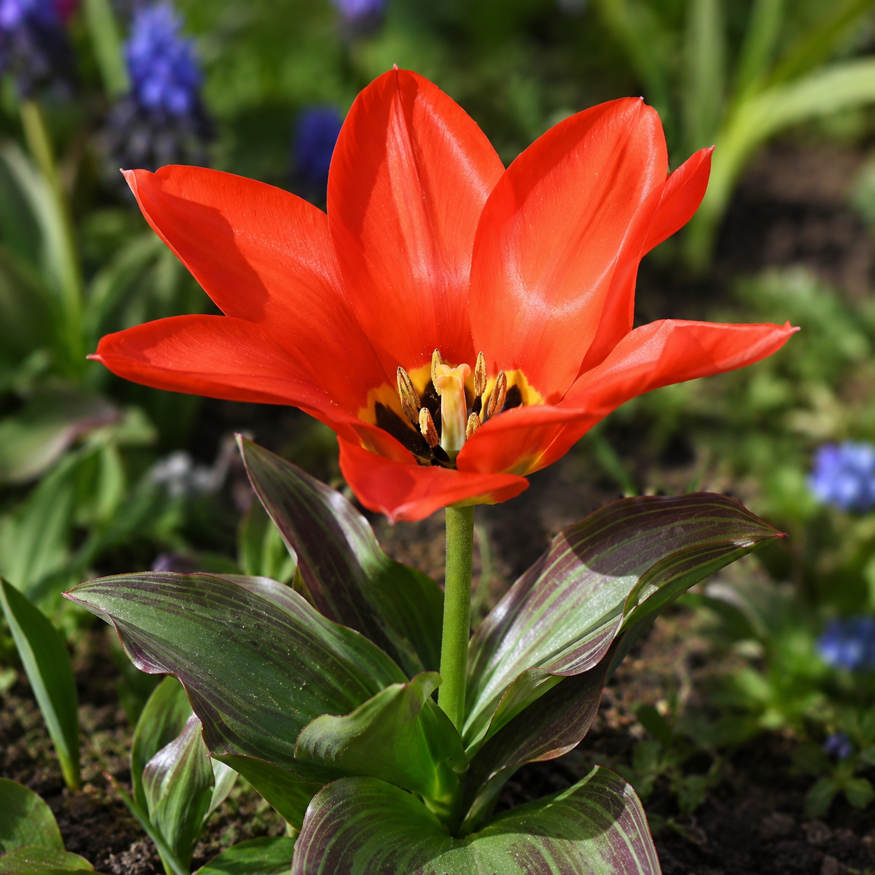 Fosteriana-Tulpen Park Dreamway