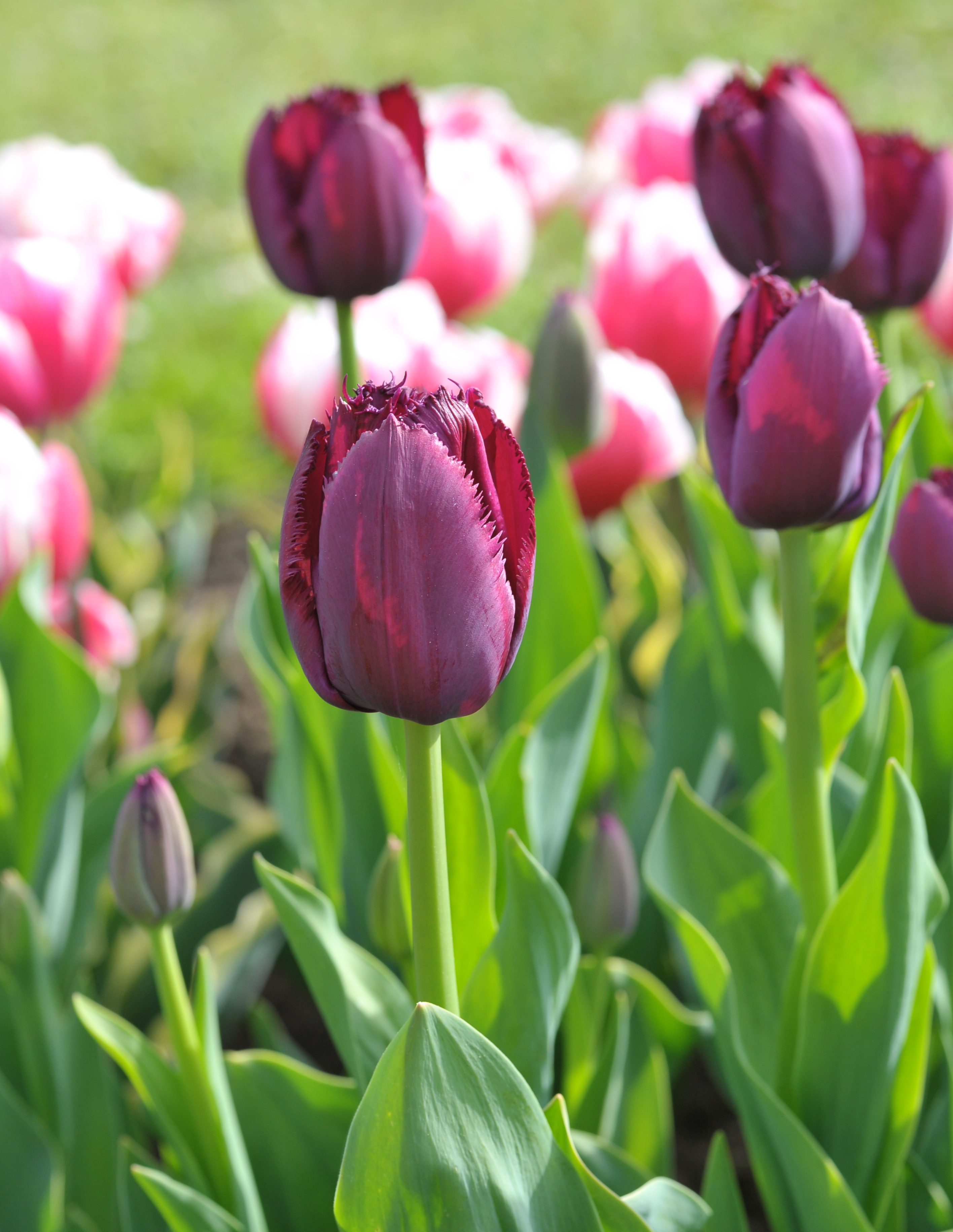 52514_Crispa-Tulpen Curly Sue_1 Nahaufnahme einer dunkelvioletten gefransten Tulpe im Blumenbeet, umgeben von grünen Blättern und unscharfem Hintergrund mit rosa Tulpen.