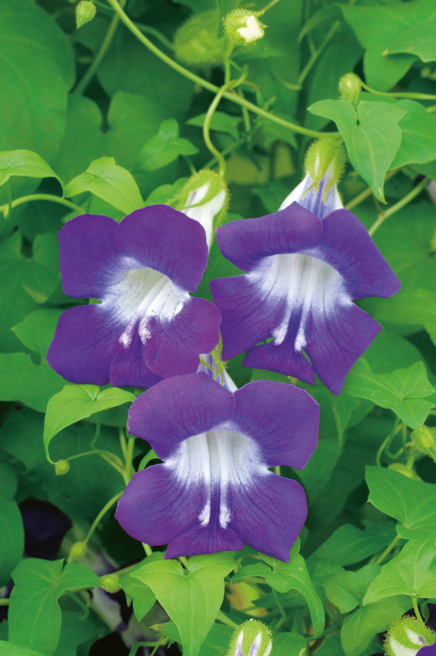 96280_Rankendes Löwenmäulchen Drei violette Trichterblüten mit weißem Schlund vor grünen Blättern, Nahaufnahme