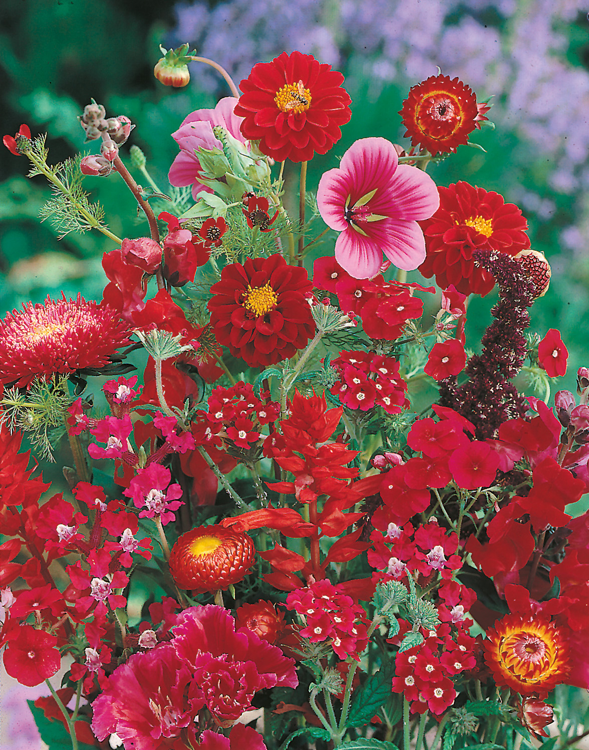 Nahaufnahme eines bunten Straußes mit roten und rosa Gartenblumen (Dahlien, Malven, Nelken, Astern und weitere Wildblumen) vor grünem, unscharfem Hintergrund