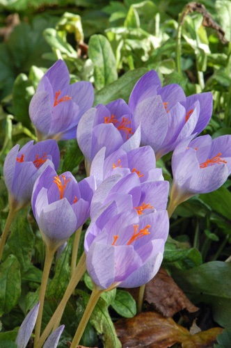 Crocus, herbstblühend speciosus