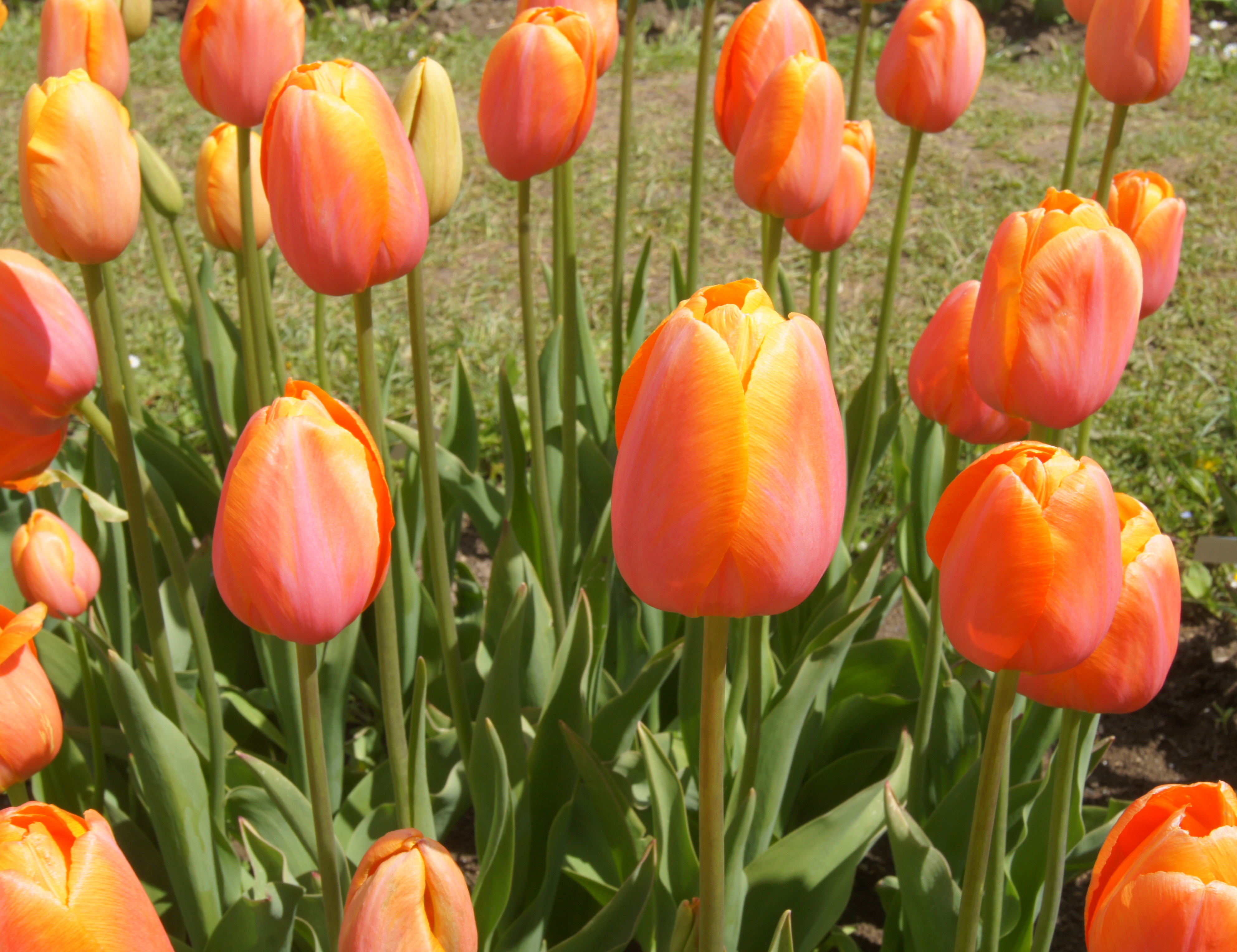 Nahaufnahme von orange-rosa Tulpen im Gartenbeet mit grünen Blättern
