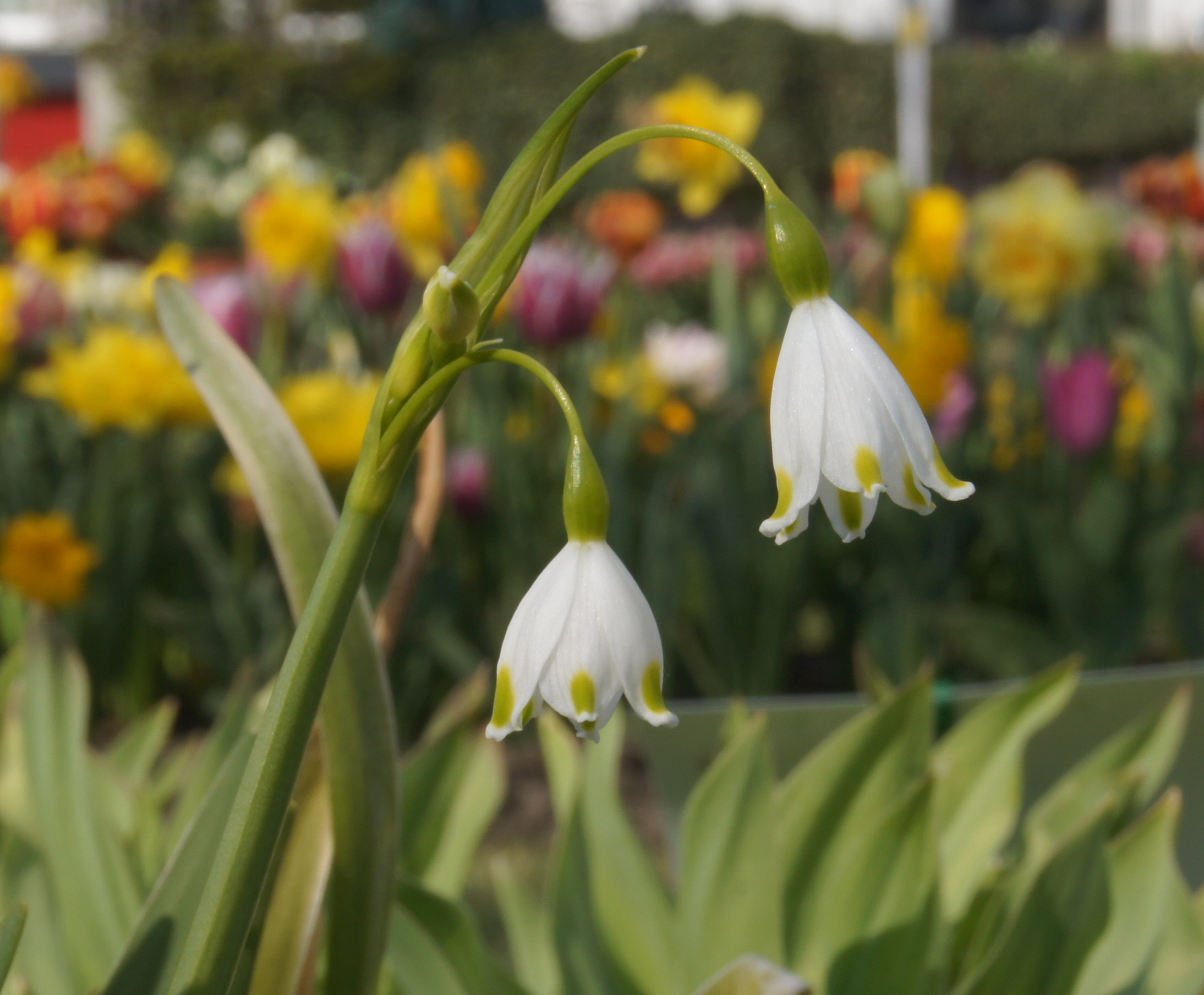 Nahaufnahme zweier weißer Leucojum-Blüten mit grünen Spitzen vor buntem Blumenbeet