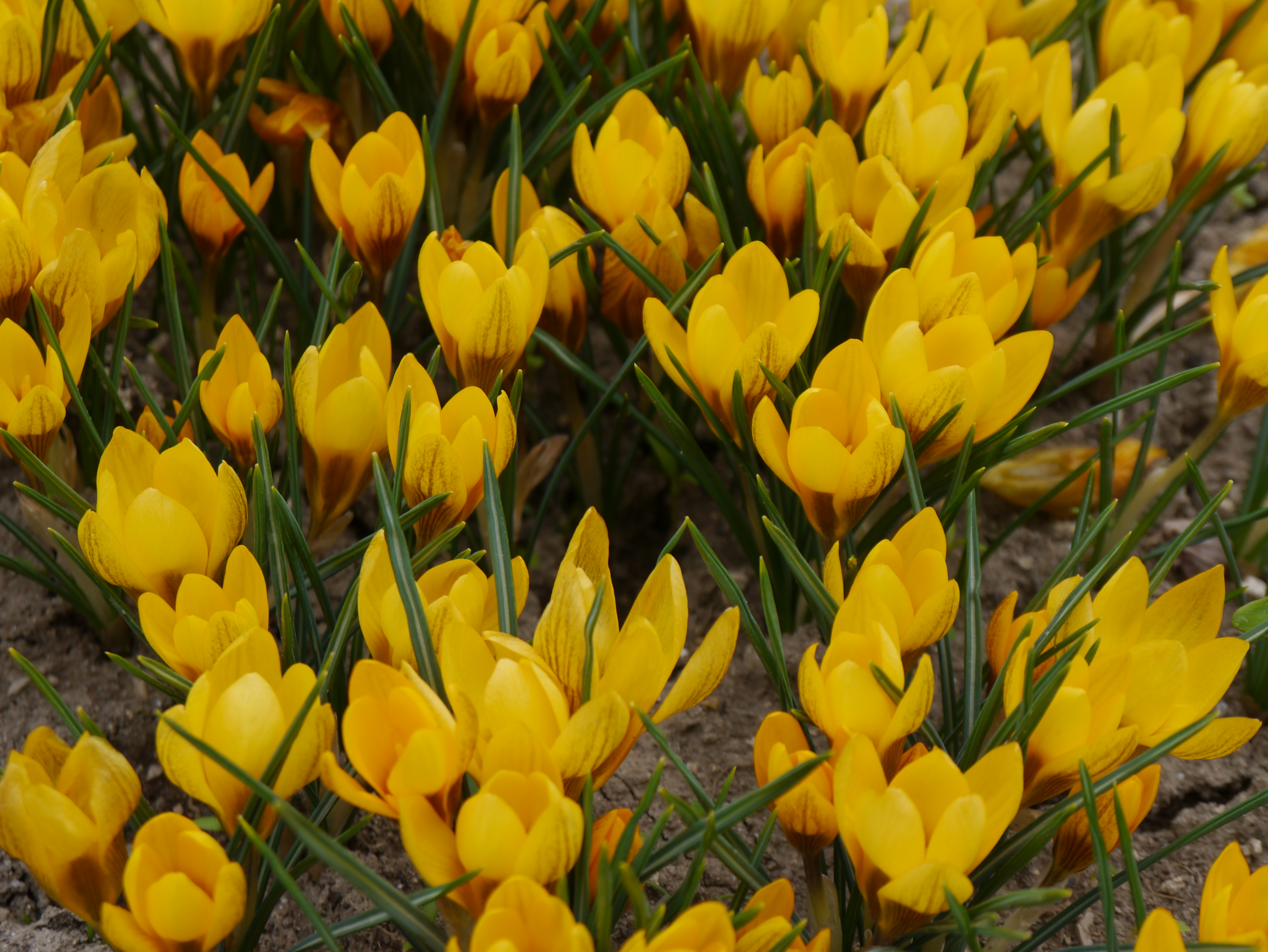 Crocus chrysanthus Dorothy