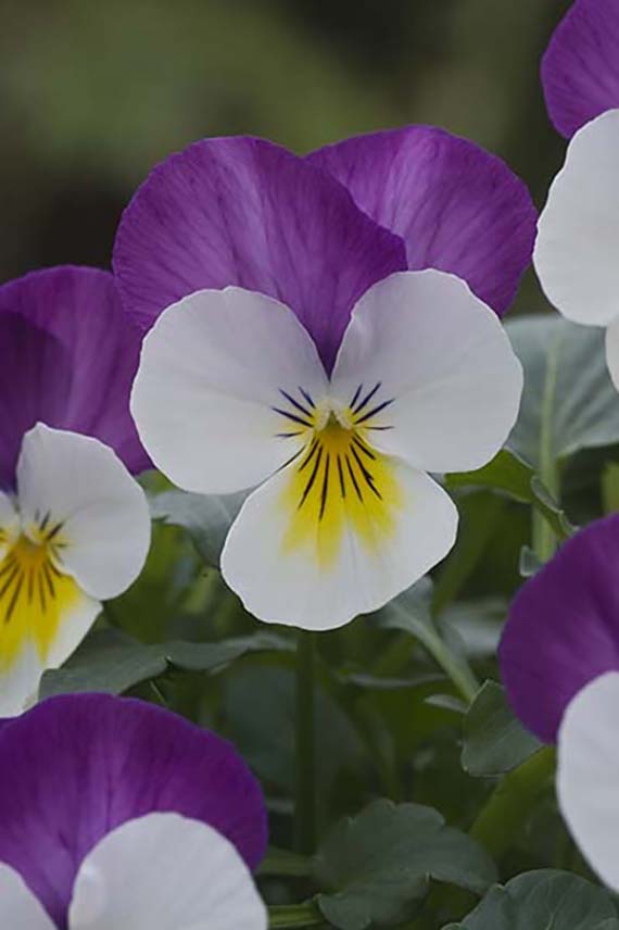 Viola cornuta F1 Floral Power Rose Wing mit rosa-violetten, weißen und gelb gezeichneten Mini-Viola-Blüten, frühblühend, kompakt und winterhart für Herbst und Frühjahr