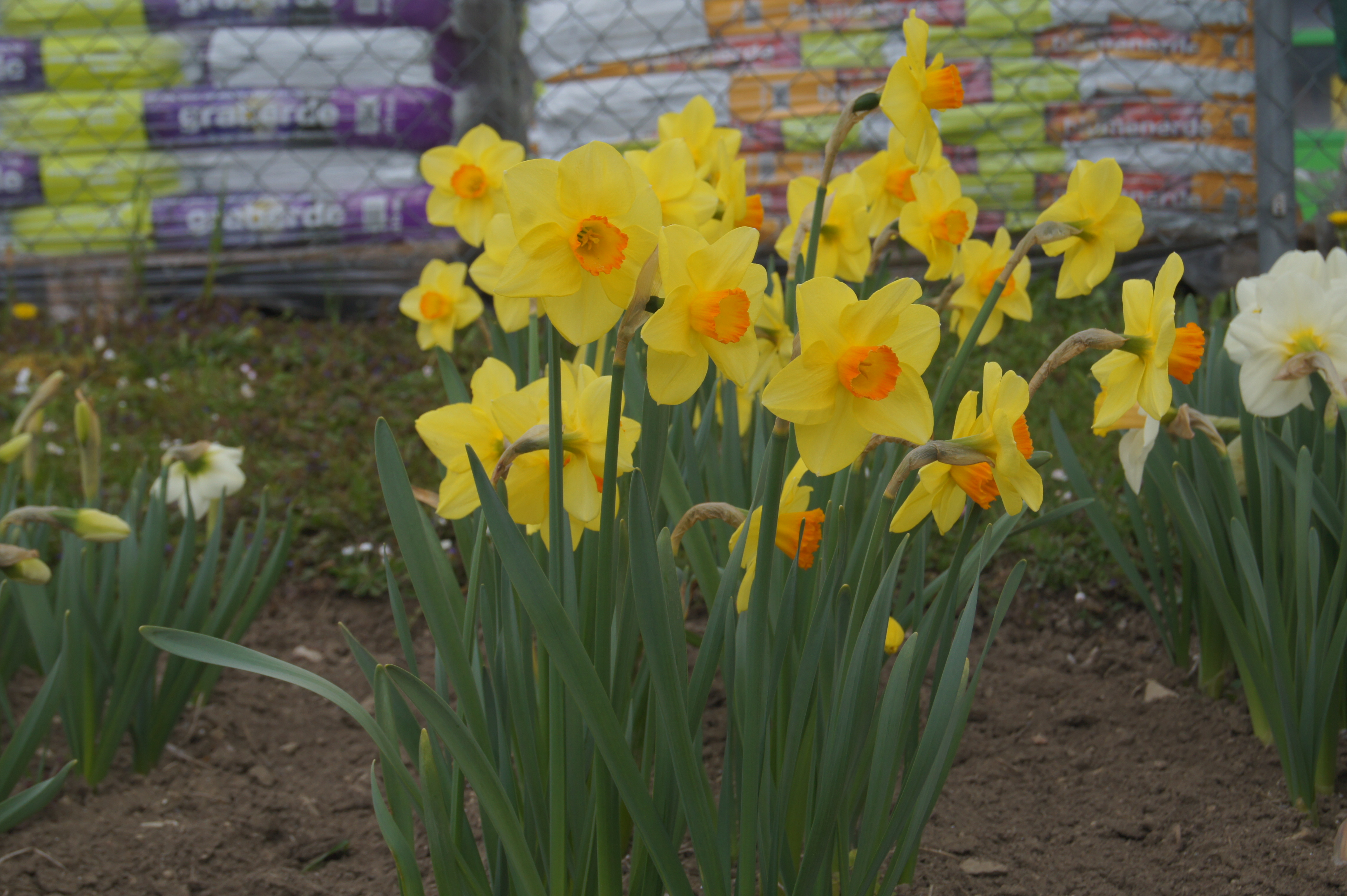 53084_Großkronige Narzissen Red Devon Mehrere gelbe Narzissen mit orangefarbenen Trompeten in einem Gartenbeet, grüne Blätter im Vordergrund, Erde und Gärtnerei-Säcke im unscharfen Hintergrund.