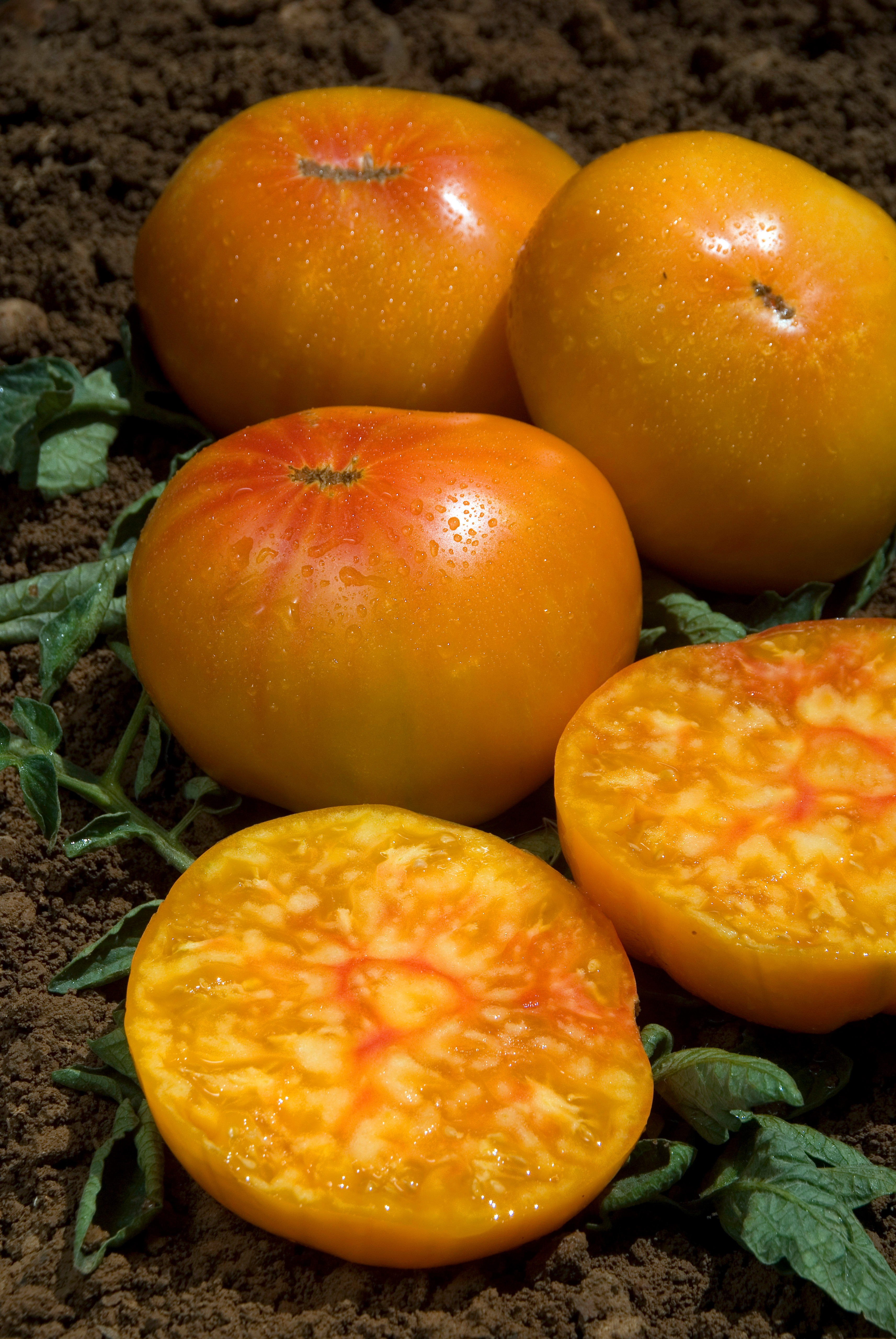 Gelbe Fleischtomaten, teilweise halbiert, mit Wassertropfen auf Gartenerde und Tomatenblättern