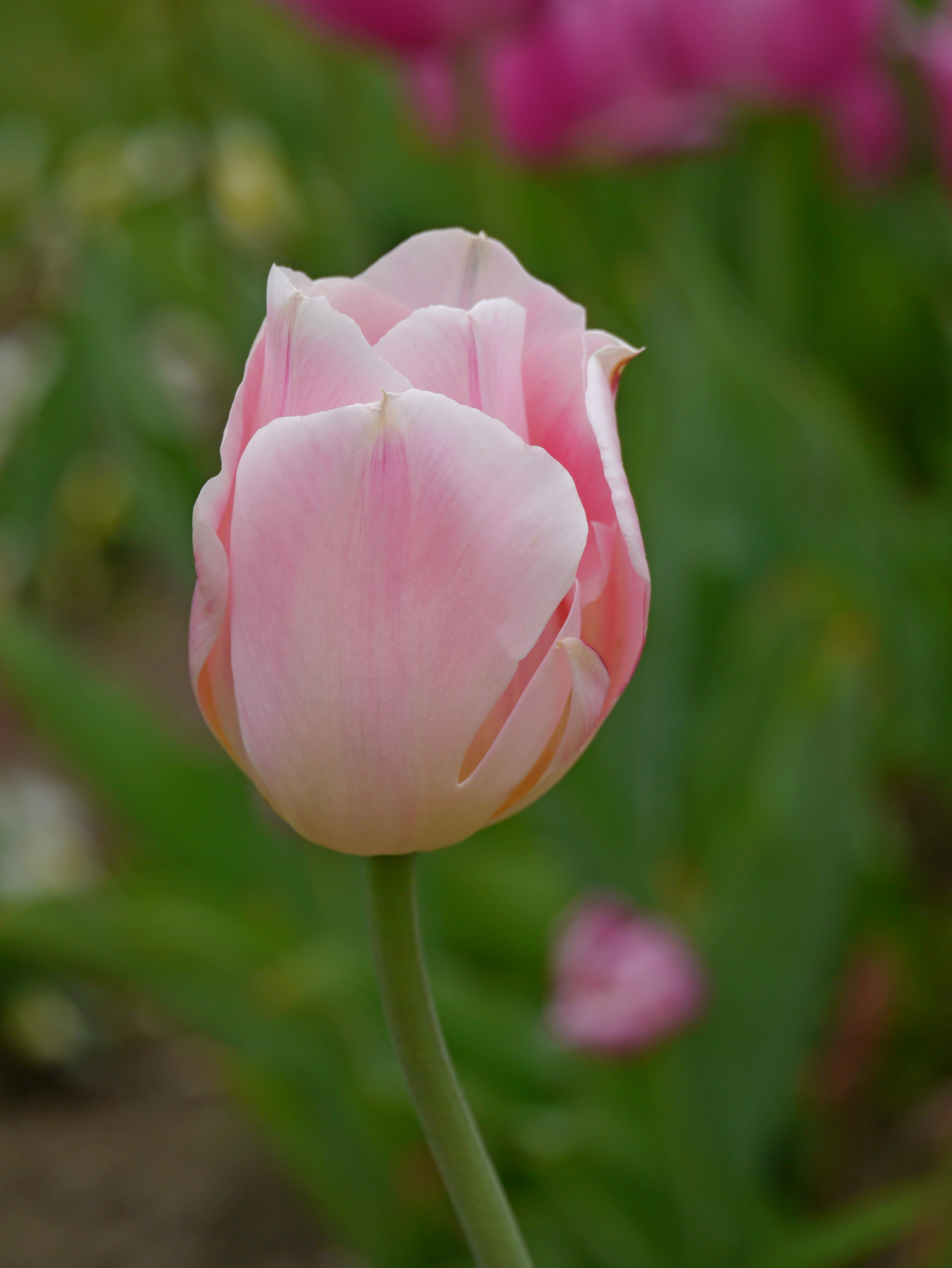 Nahaufnahme einer rosafarbenen Tulpenblüte mit zarten Blütenblättern vor grünem, unscharfem Hintergrund