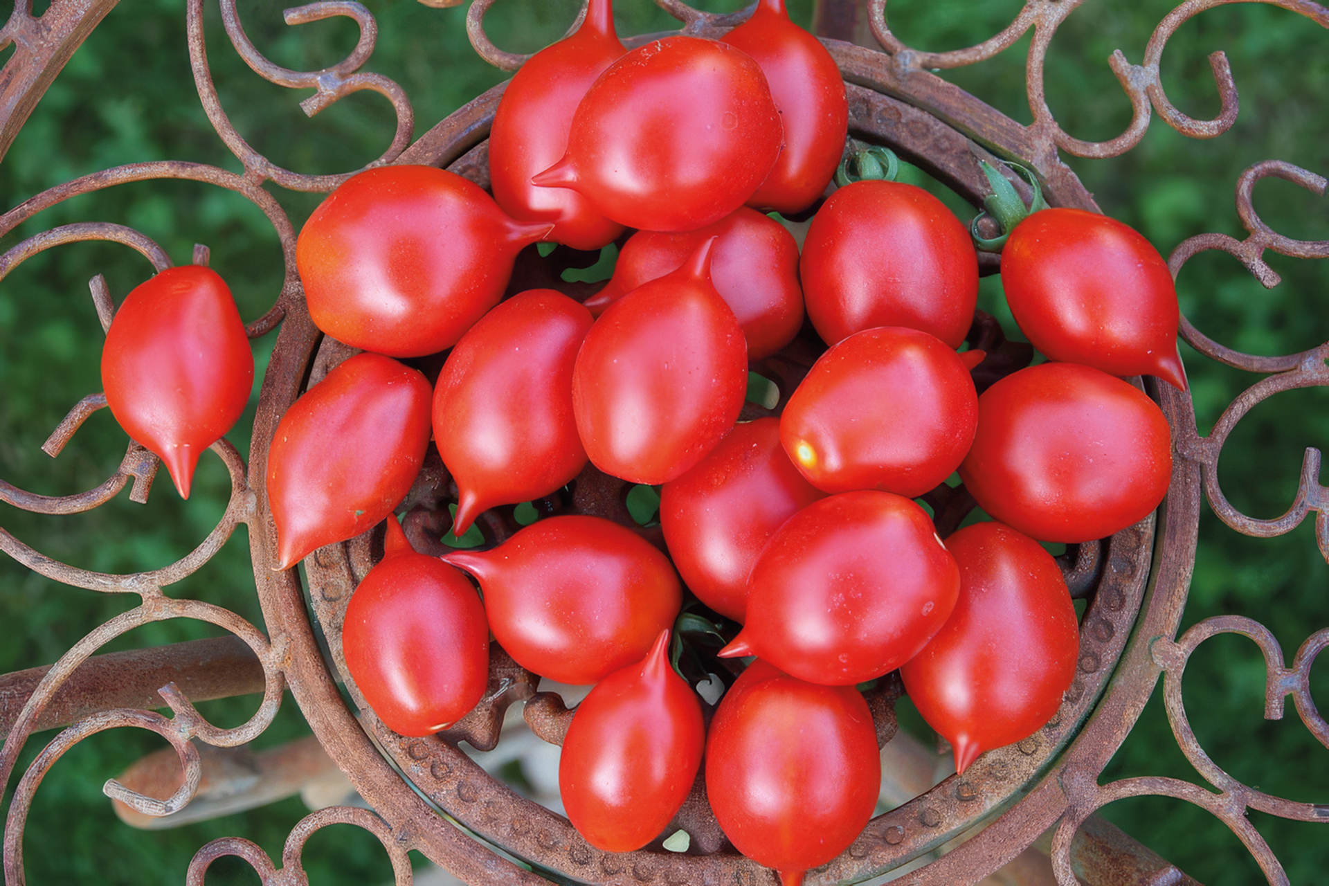 Cocktailtomate Taubenherz