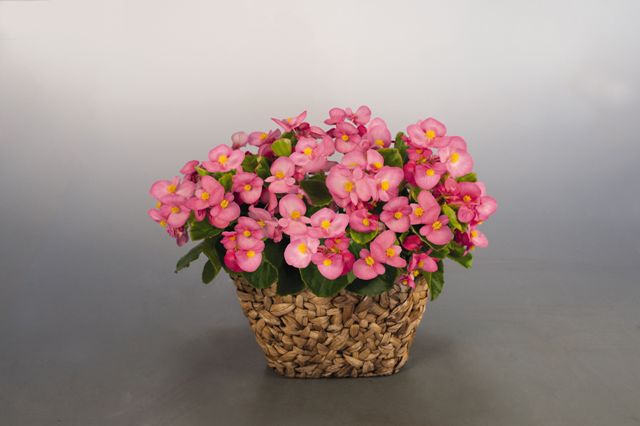 95282_Eisbegonien Super Olympia Rosa F1 Nahaufnahme rosa blühender Begonien in einem geflochtenen Korb auf neutralem grauen Hintergrund