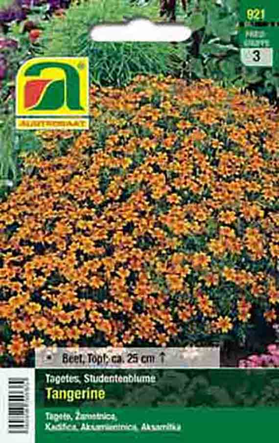 Samenpackung für Tagetes (Studentenblume) Sorte 'Tangerine' mit dicht wachsendem Teppich aus kleinen orangefarbenen Blüten; geeignet für Beet und Topf, Wuchshöhe ca. 25 cm