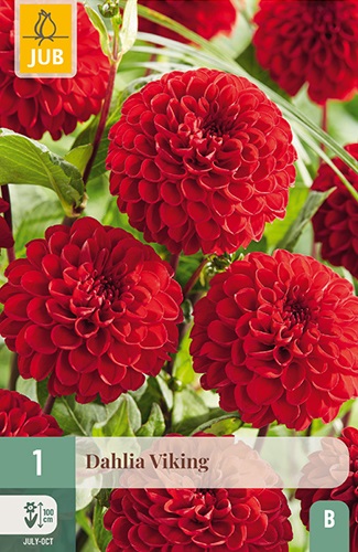 Pompon-Dahlie Viking