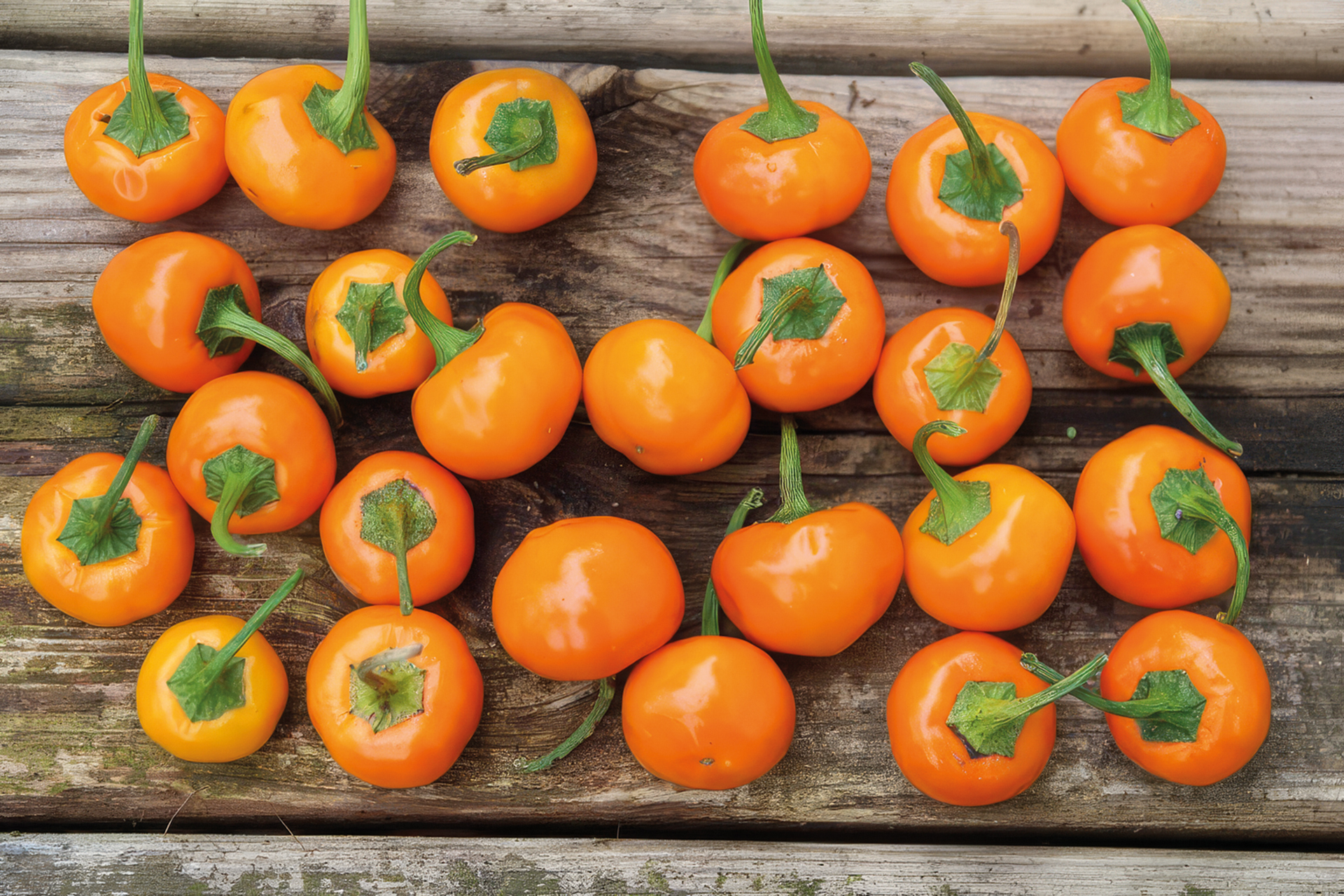 Paprika Goldball