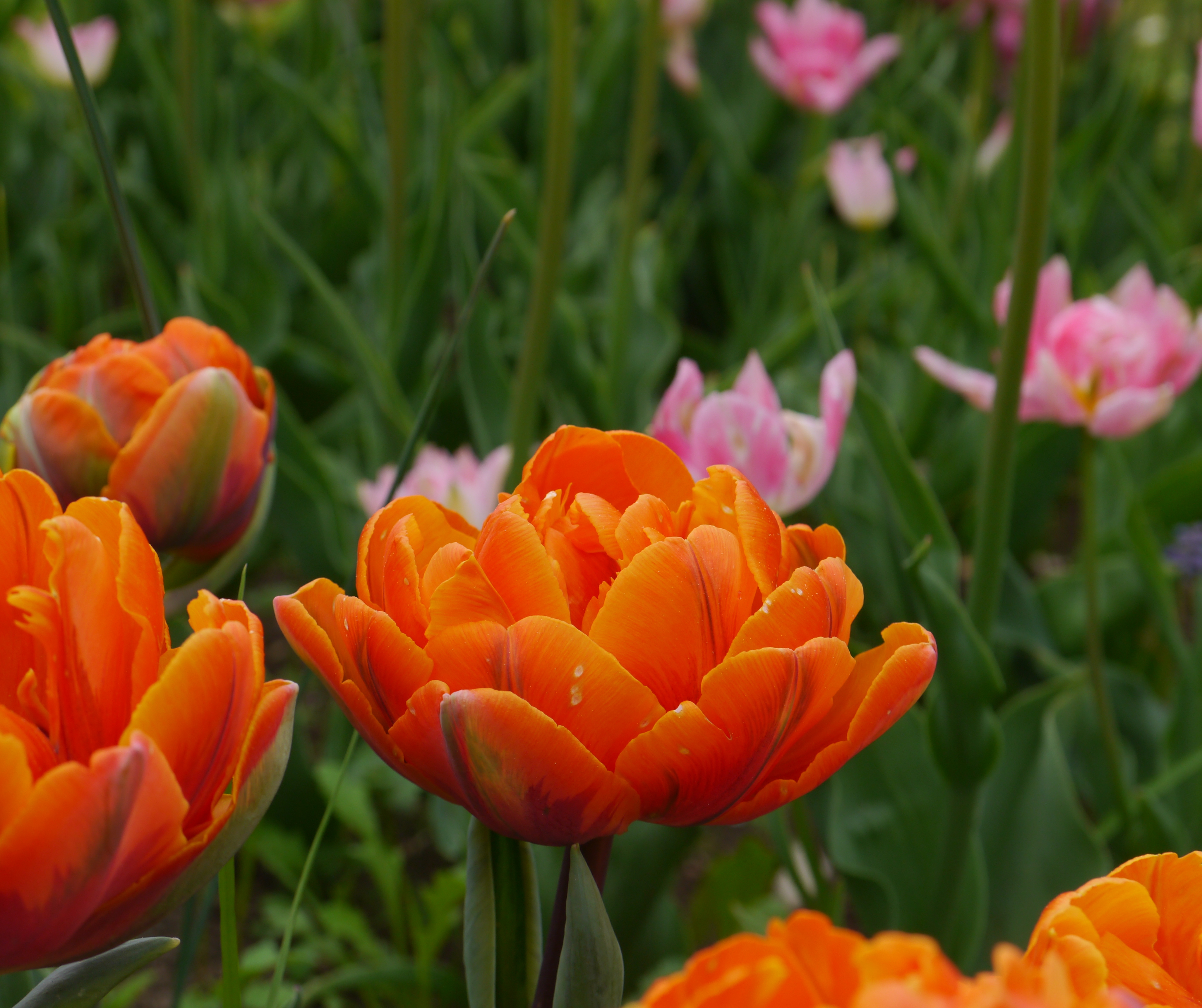 Nahaufnahme einer gefüllten orangefarbenen Tulpe im Blumenbeet, im Hintergrund rosa Tulpen