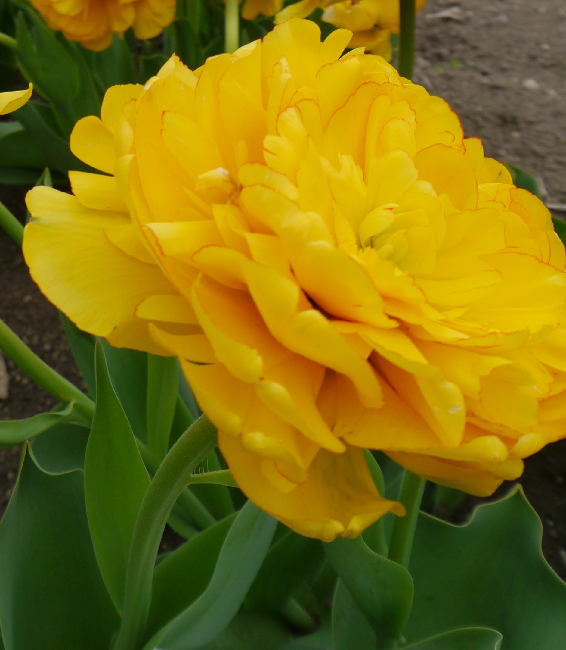Nahaufnahme einer gelben gefüllten Tulpe mit vielen Blütenblättern und grünen Blättern im Hintergrund