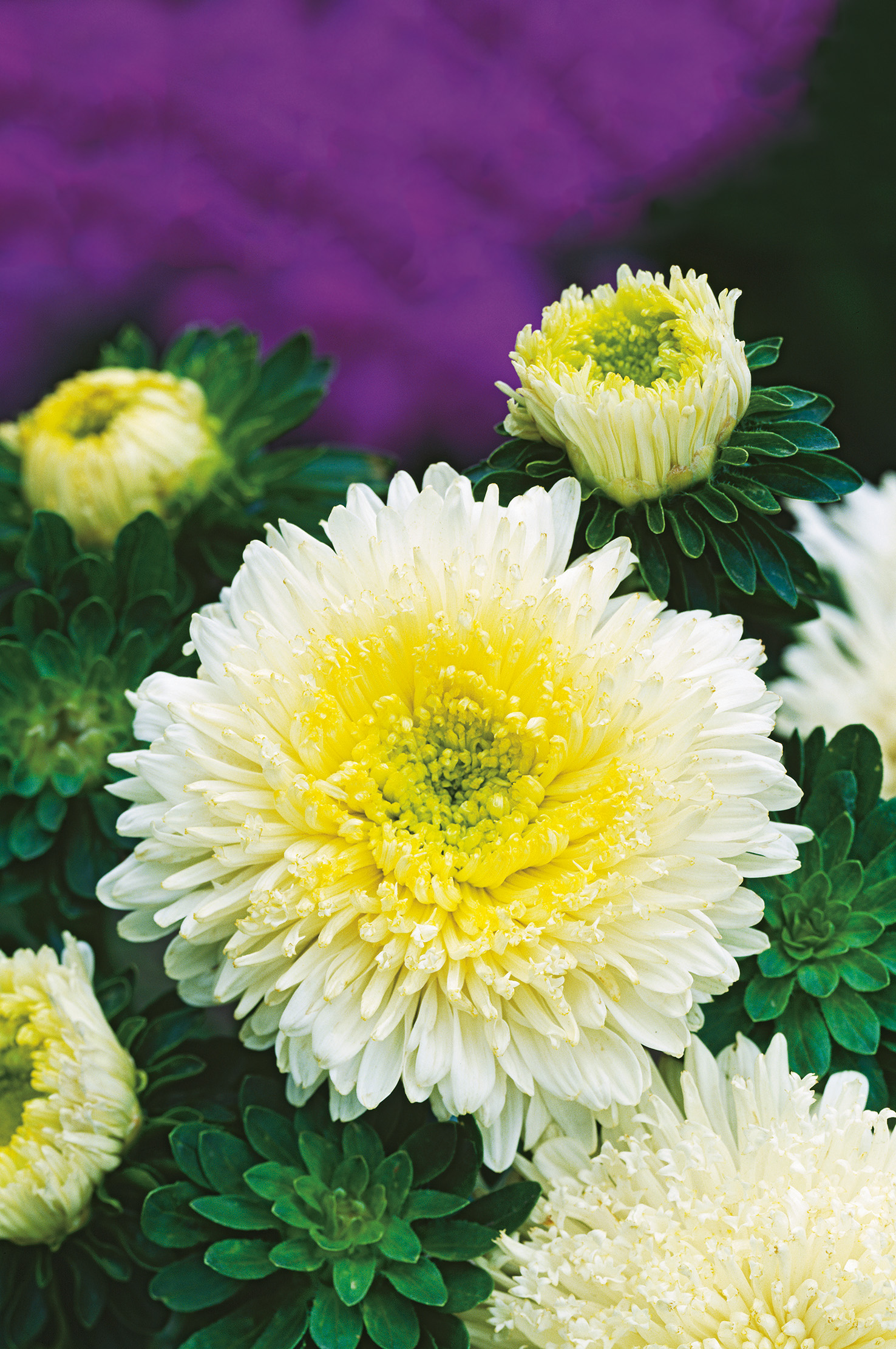Nahaufnahme einer weißen Chrysantheme mit gelbem Zentrum und grünen Blättern, unscharfer violetter Hintergrund