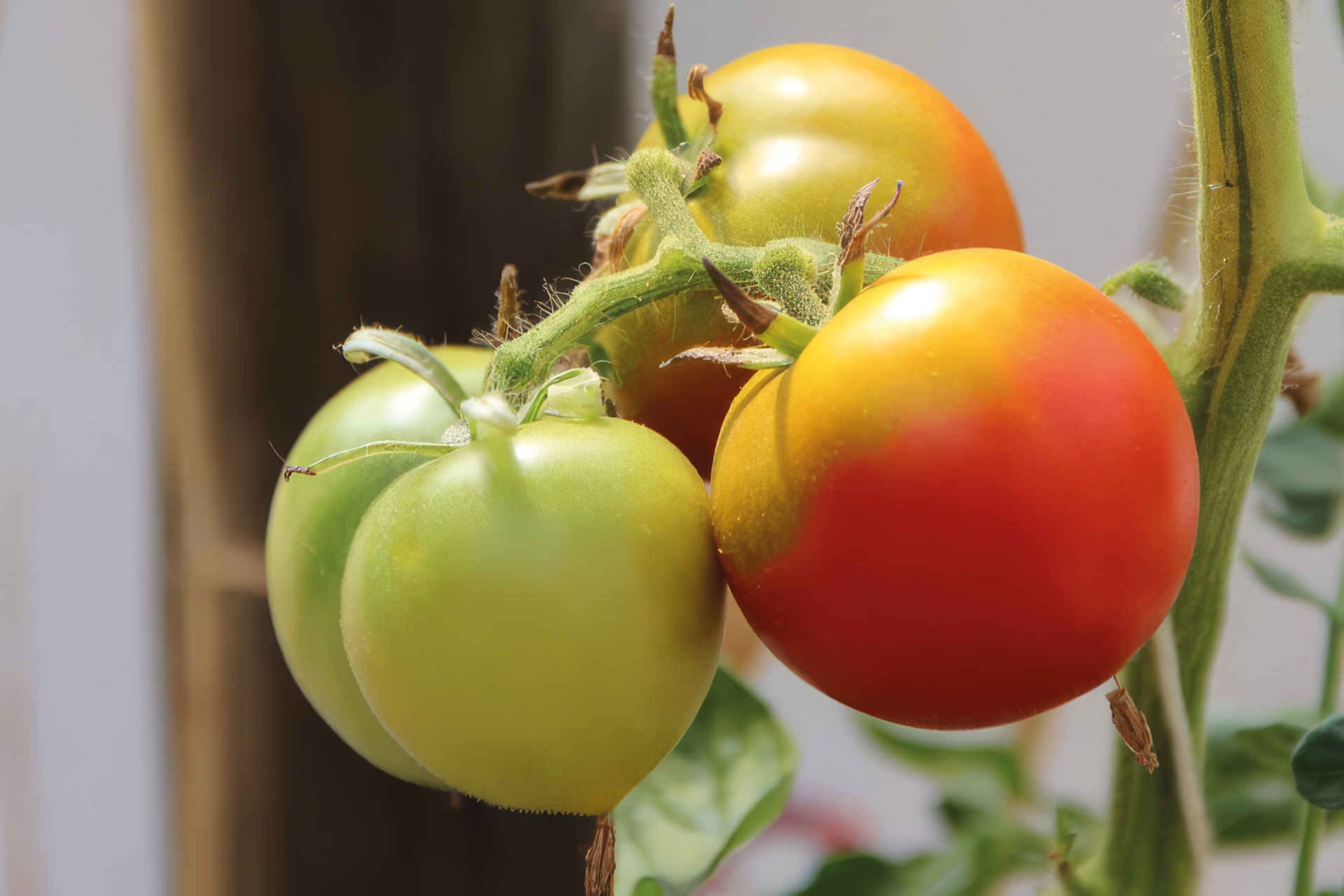 Panachierte Tomate Splash of Cream