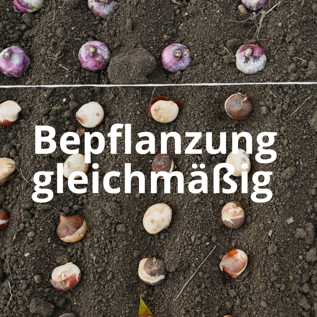 gleichmäßige Bepflanzung mit Tulpenzwiebeln