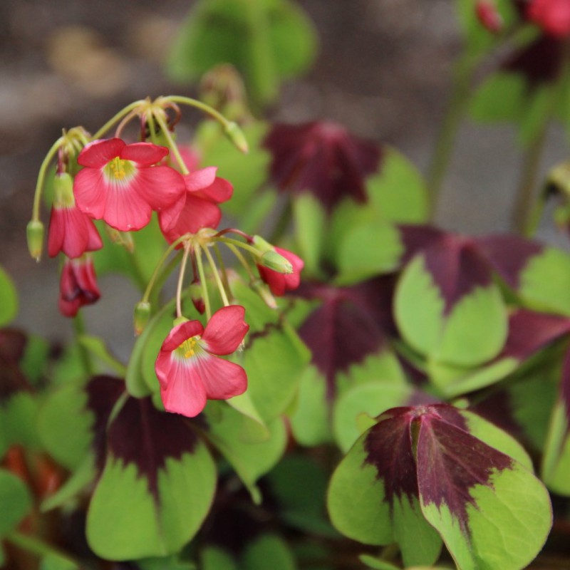 Rot blühende Blumen auf grünen Blättern im Garten