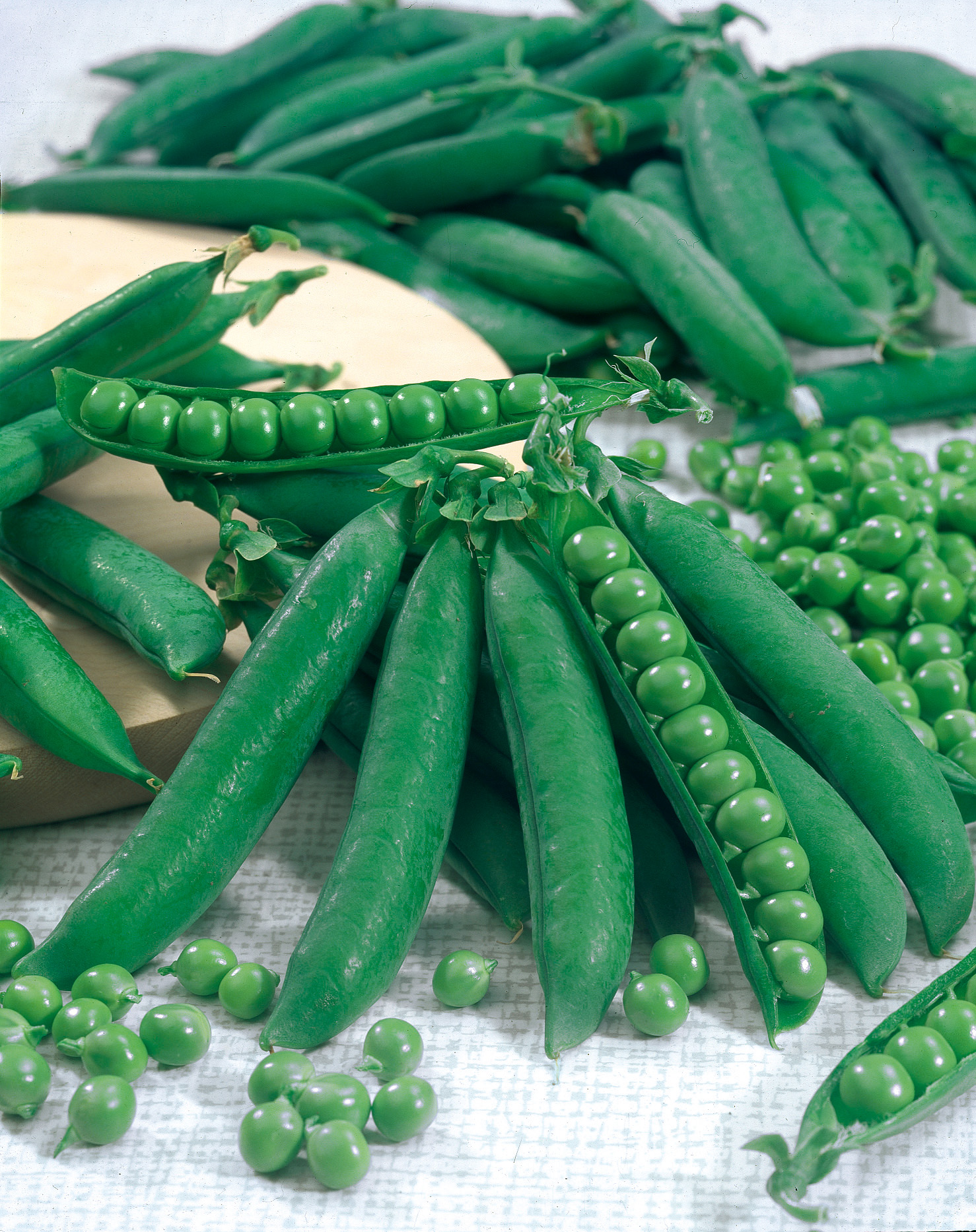 Geöffnete und geschlossene dunkelgrüne Schoten der Schalerbsen Kleine Rheinländerin von Samen-Fetzer mit frischen grünen Erbsen – frühe, ertragreiche Sorte für Suppe, Gemüse oder Püree