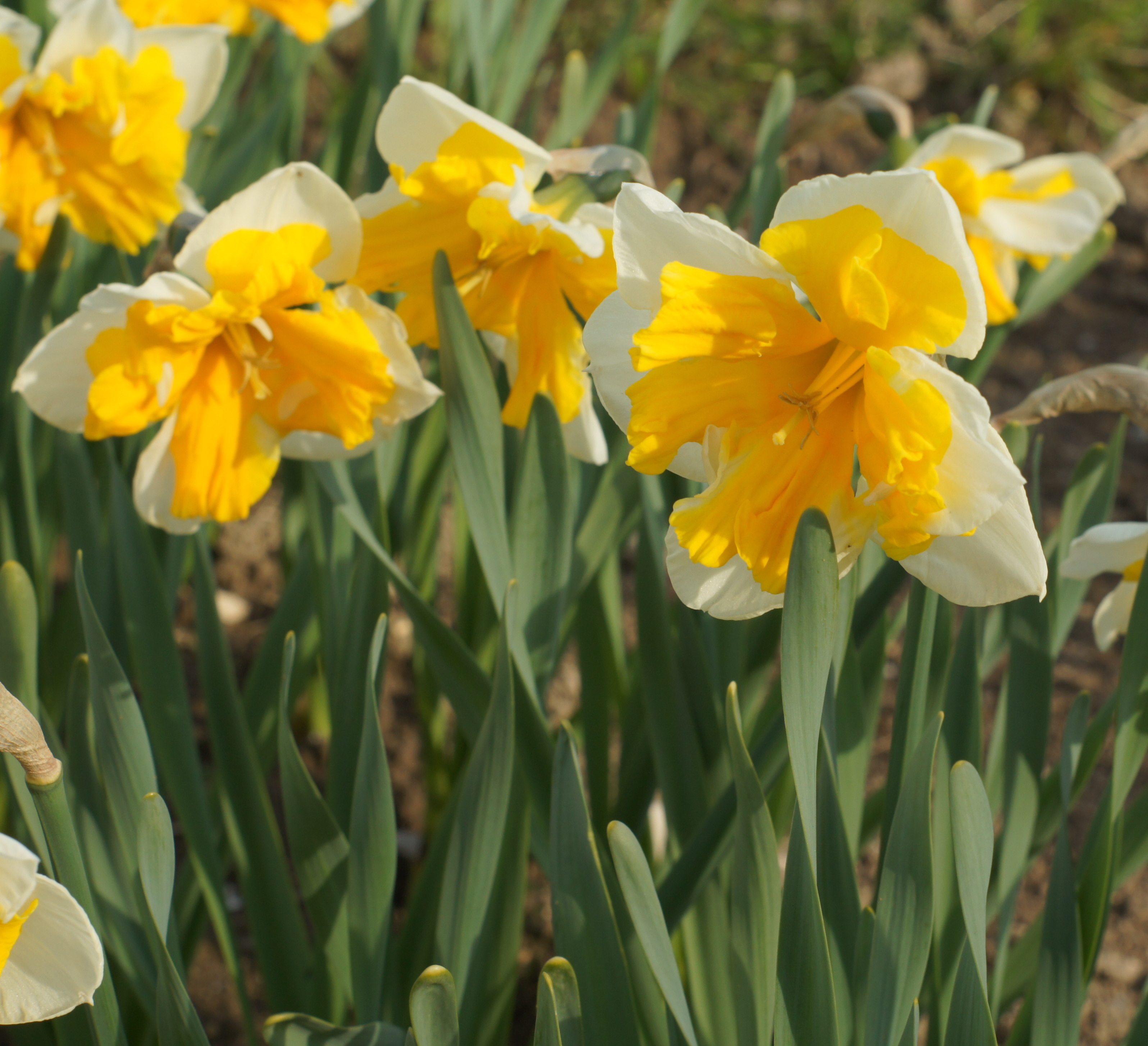 Narzissen mit gelben und weißen Blüten in einem Garten