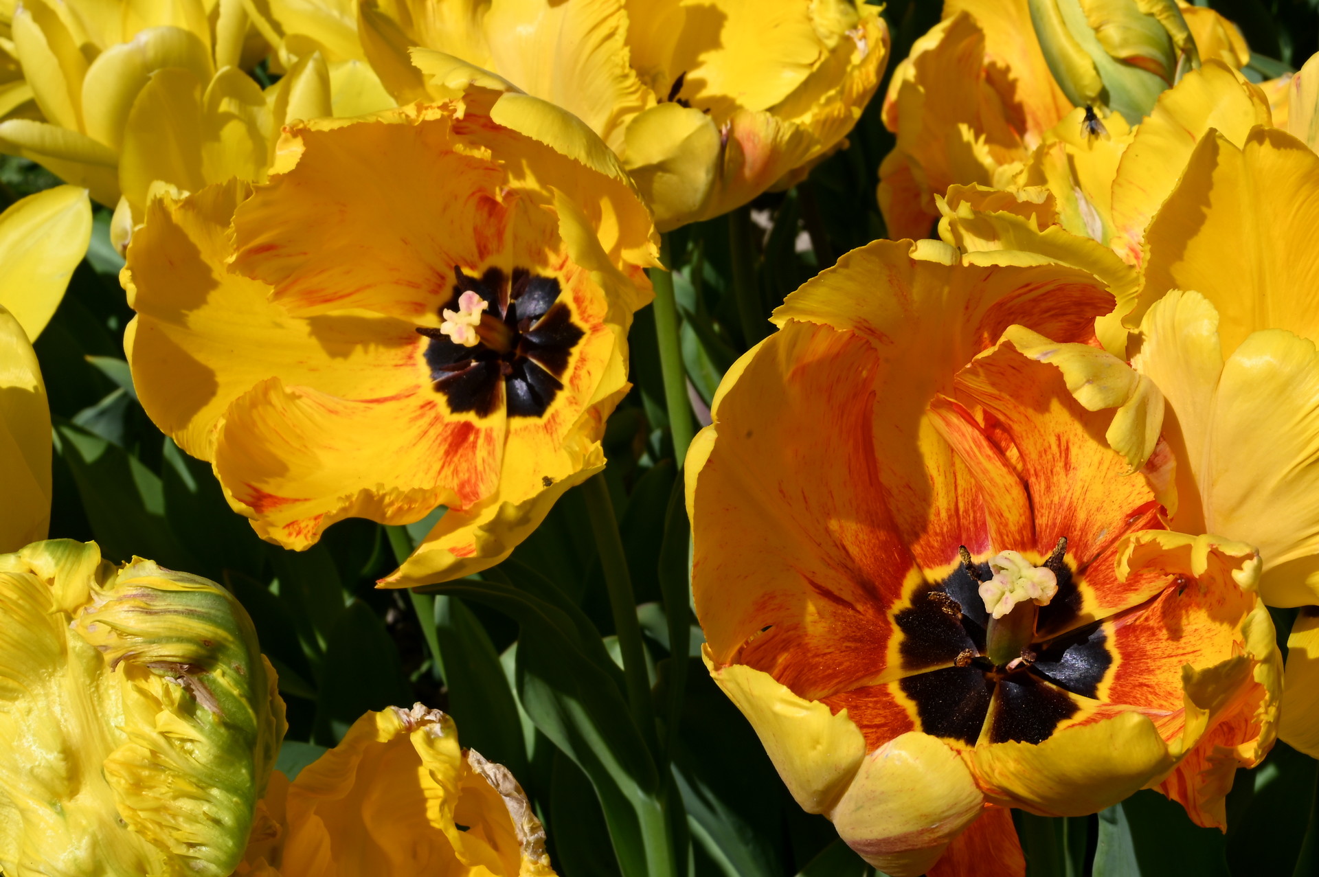 Papagei-Tulpen Jan van Nes Parrot