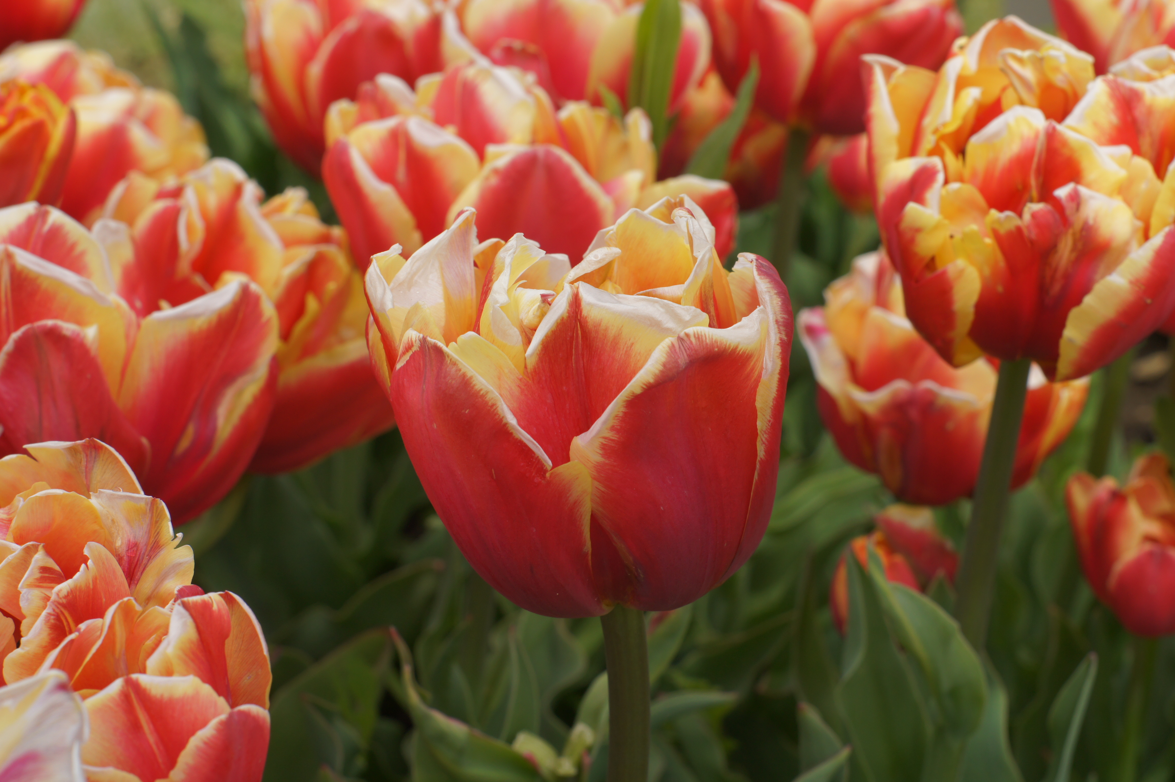 Nahaufnahme mehrerer roter Tulpen mit gelben Rändern auf grünem Blattwerk