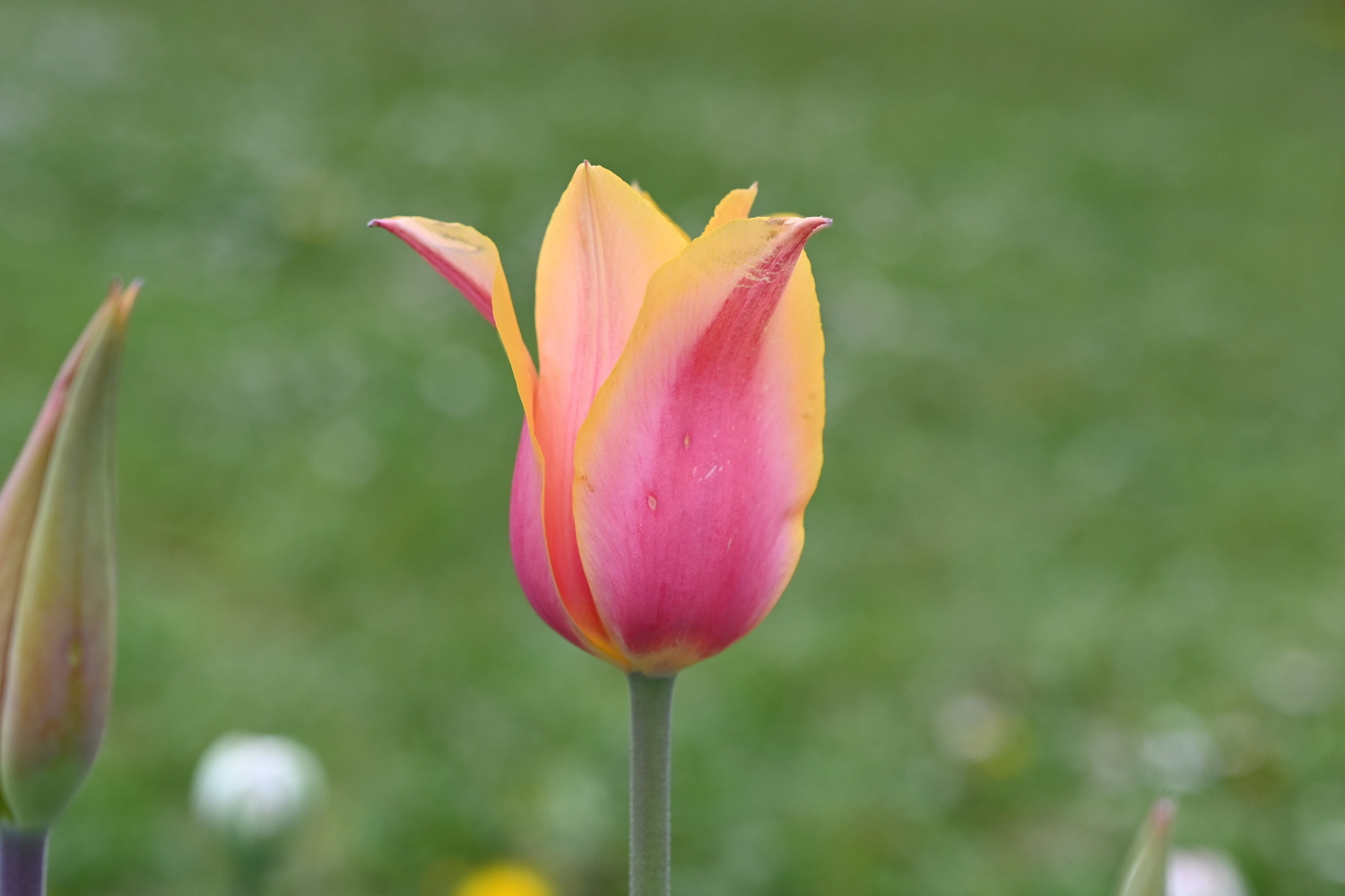 Nahaufnahme einer gelb-rosa Tulpenblüte vor unscharfem grünem Hintergrund