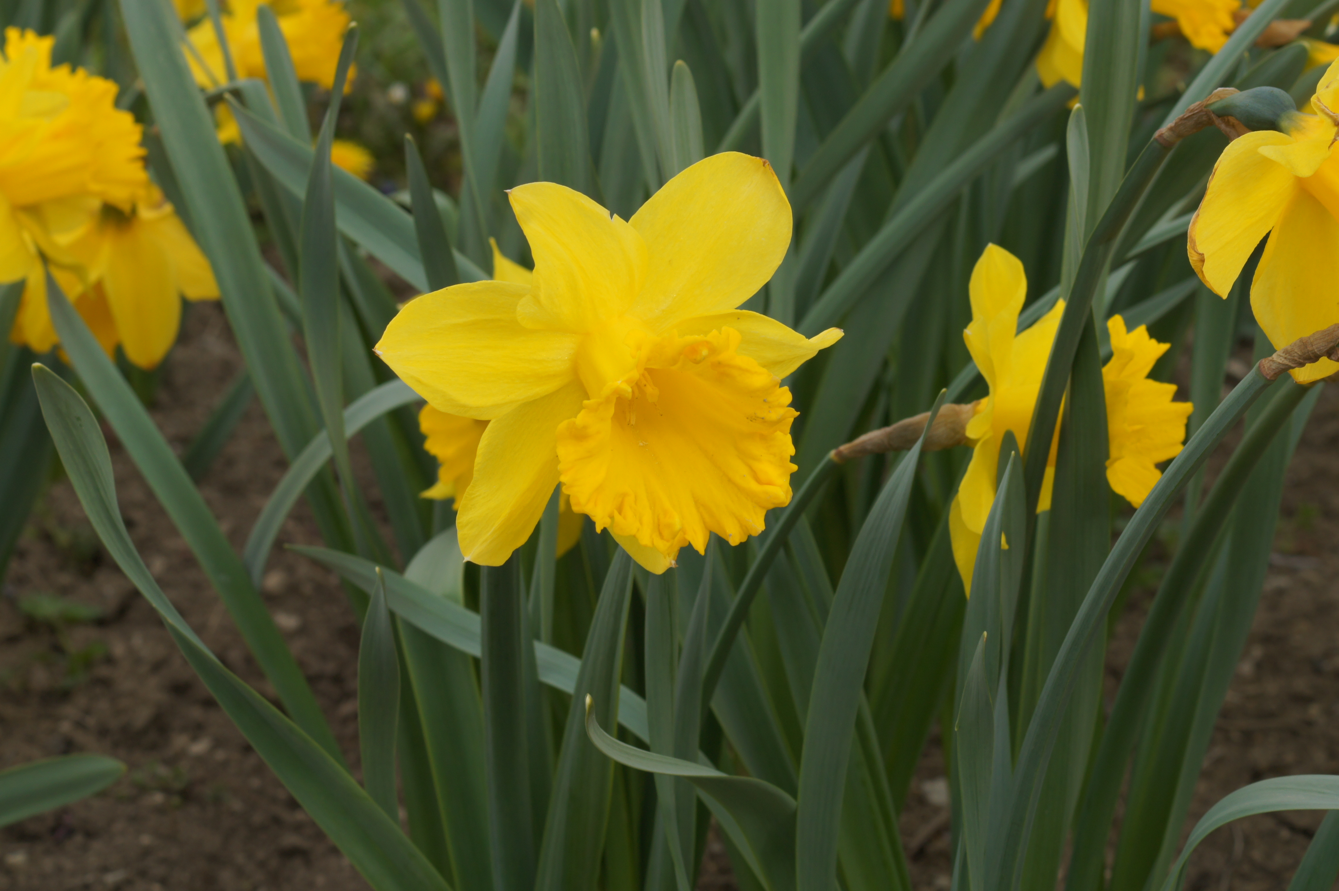 Nahaufnahme einer leuchtend gelben Narzisse (Osterglocke) mit grünen Blättern im Blumenbeet