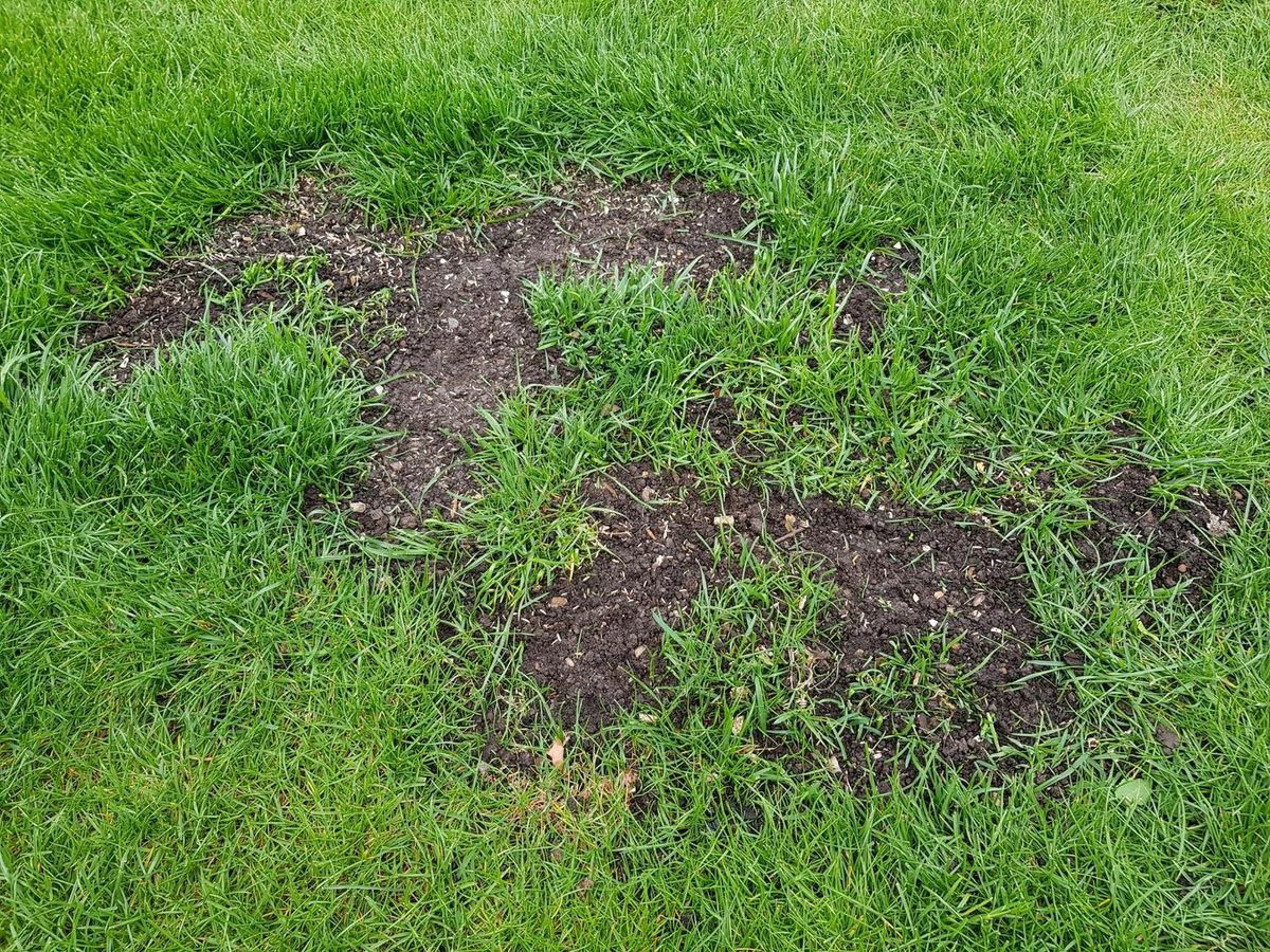 Nahaufnahme eines grünen Rasens mit mehreren kahlen Erdstellen und ungleichmäßig wachsendem Gras