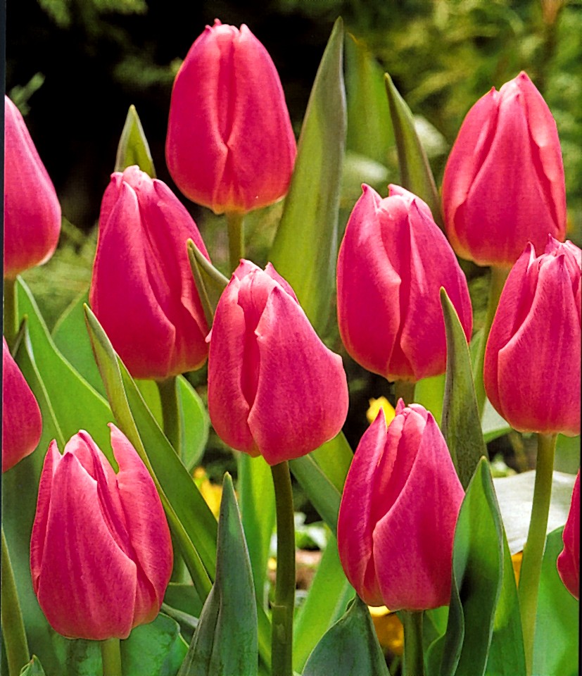 Nahaufnahme mehrerer rosa Tulpen mit grünen Blättern im Garten