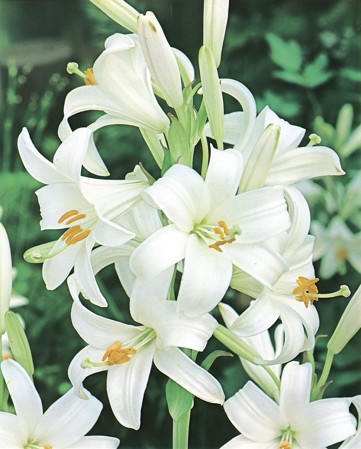 50120_Lilium candidum FM Nahaufnahme mehrerer weißer Lilienblüten mit gelben Staubgefäßen vor grünem, unscharfem Hintergrund