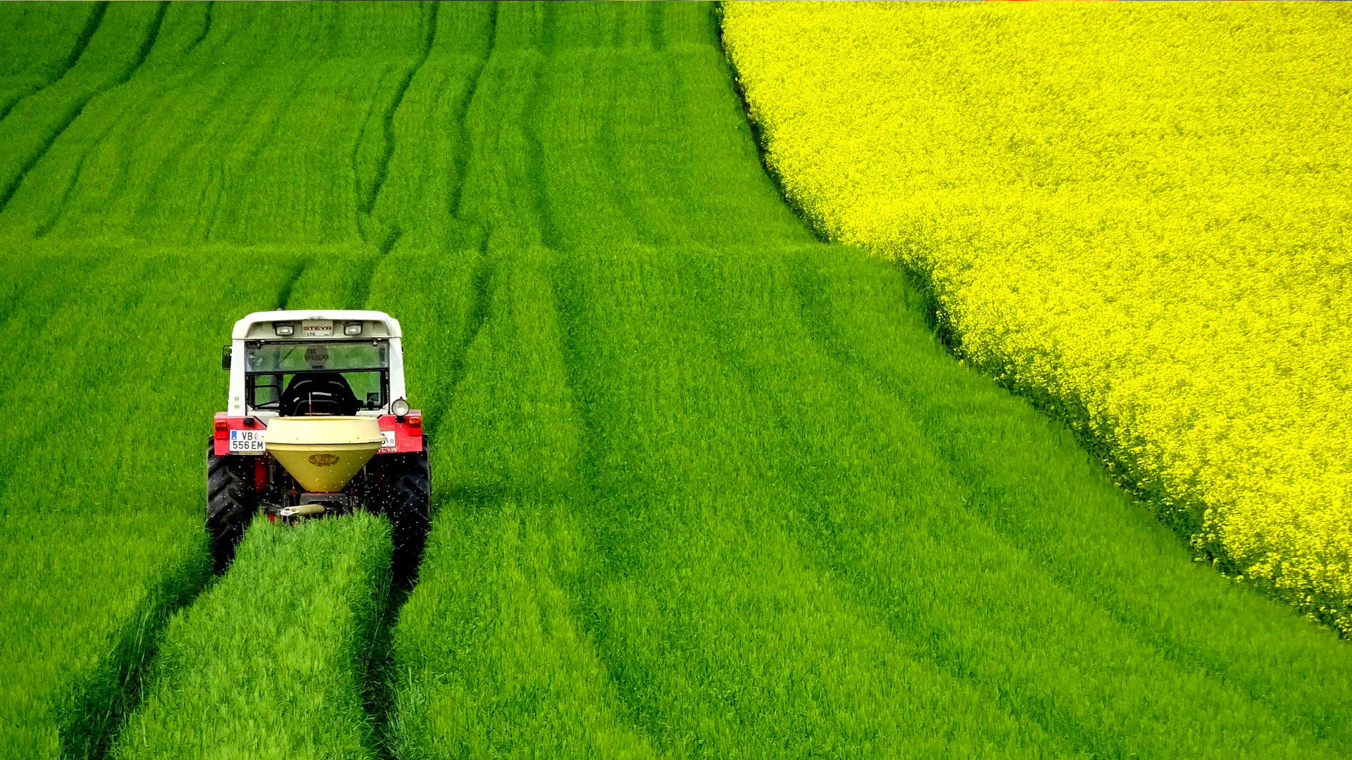 Traktor auf grünem Feld mit blühendem Raps Traktor, der über ein grünes Feld fährt, neben einem blühenden Rapsfeld in Gelb.