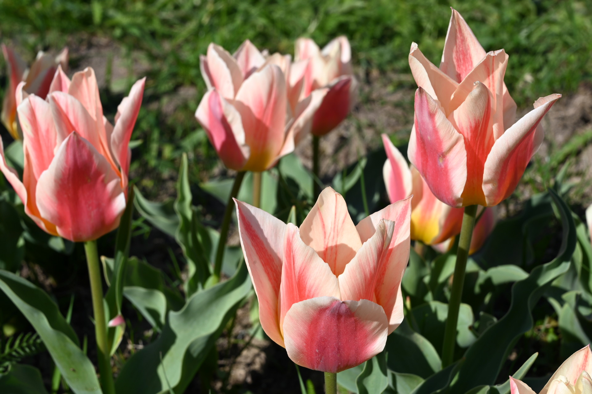 Greigii-Tulpe Serano im Beet mit cremeweißen Blütenblättern, rosa Flammen und goldenem Schimmer – kompakter Frühlingsblüher für Beete und Kübel