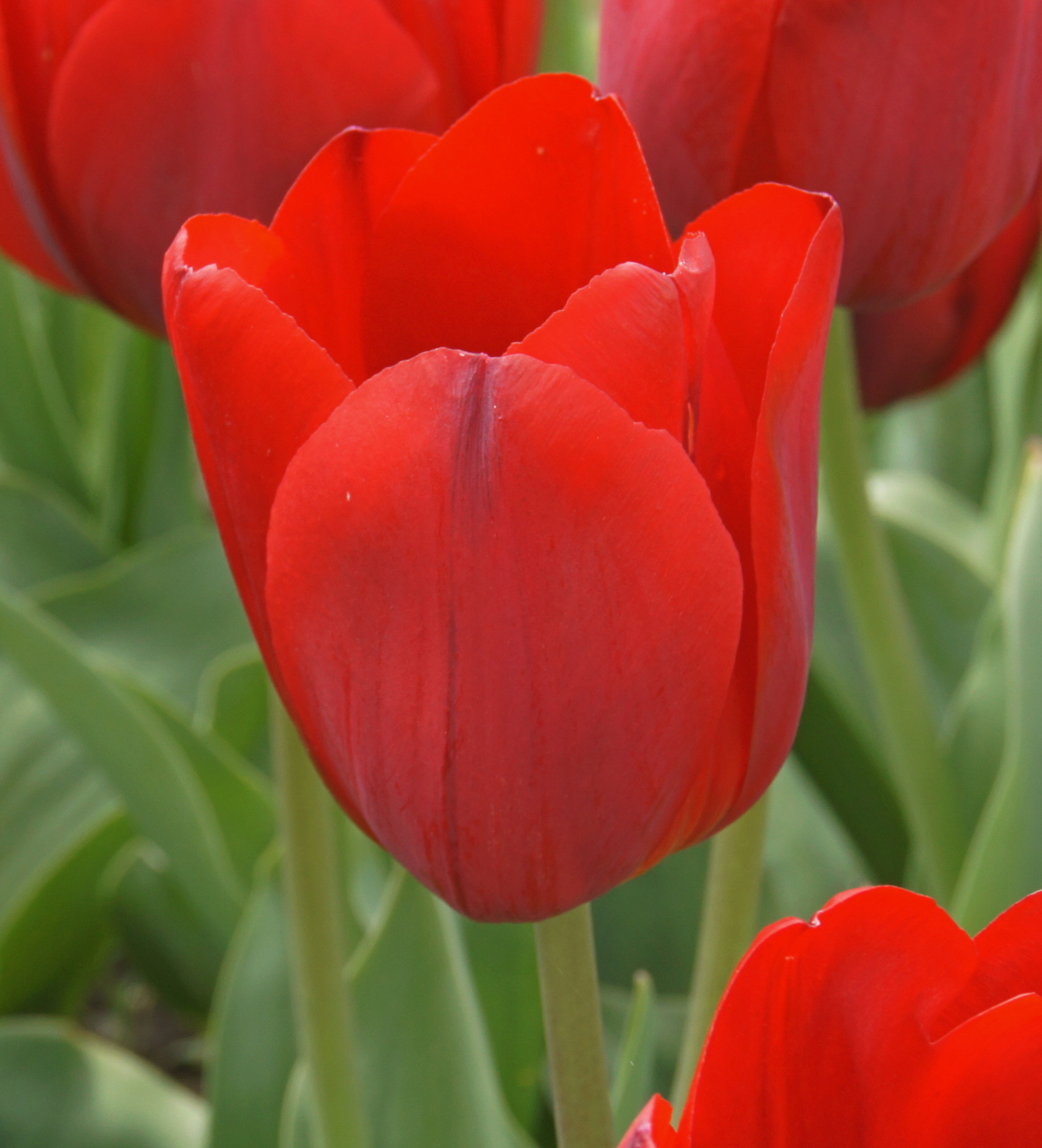 Nahaufnahme einer roten Tulpenblüte im Garten mit grünen Blättern im Hintergrund
