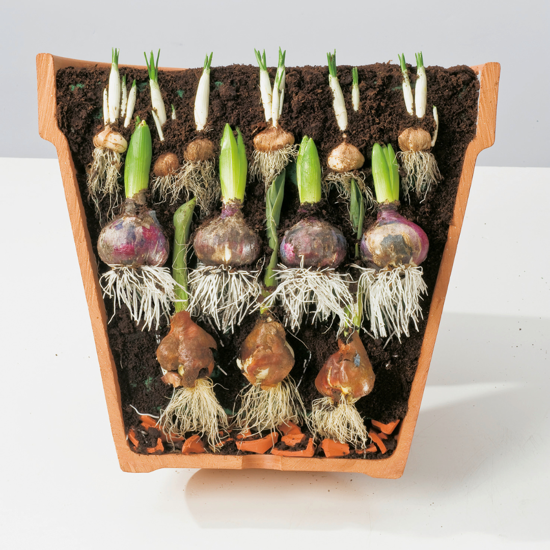 Stufenbepflanzung Querschnitt einer Stufenbepflanzung im Topf