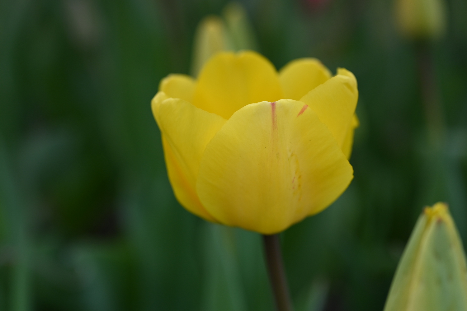 Nahaufnahme einer gelben Tulpe mit zarten roten Streifen auf den Blütenblättern vor unscharfem grünem Hintergrund