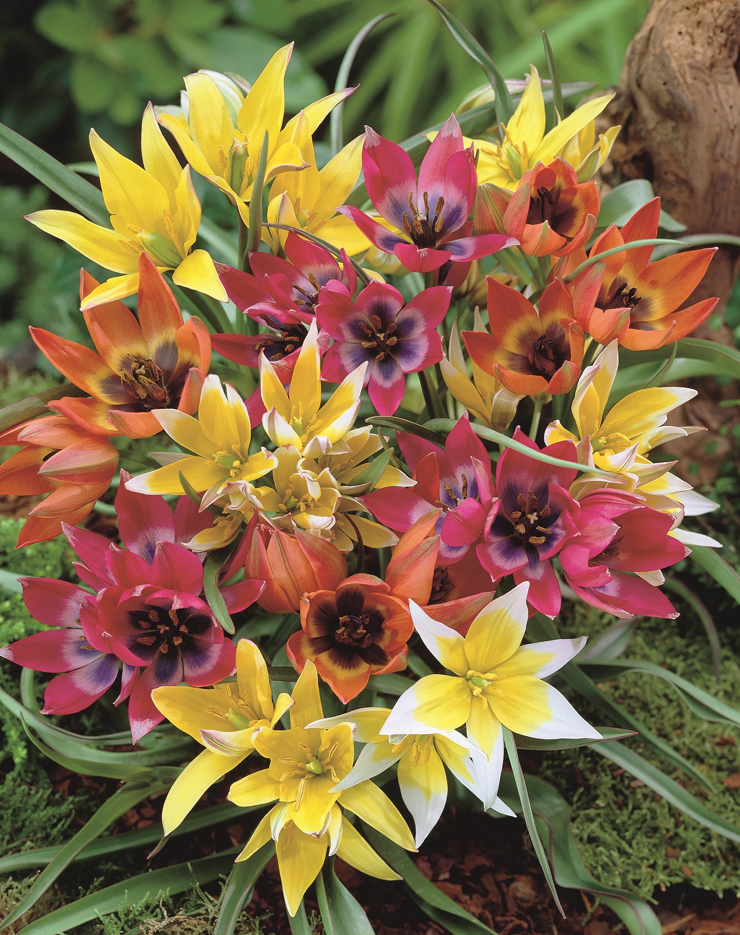 51073_14323499_FM Nahaufnahme eines Blumenbeets mit einer dichten Gruppe kleiner, bunter Tulpen in Gelb, Rosa, Rot und Weiß vor grünem Laub