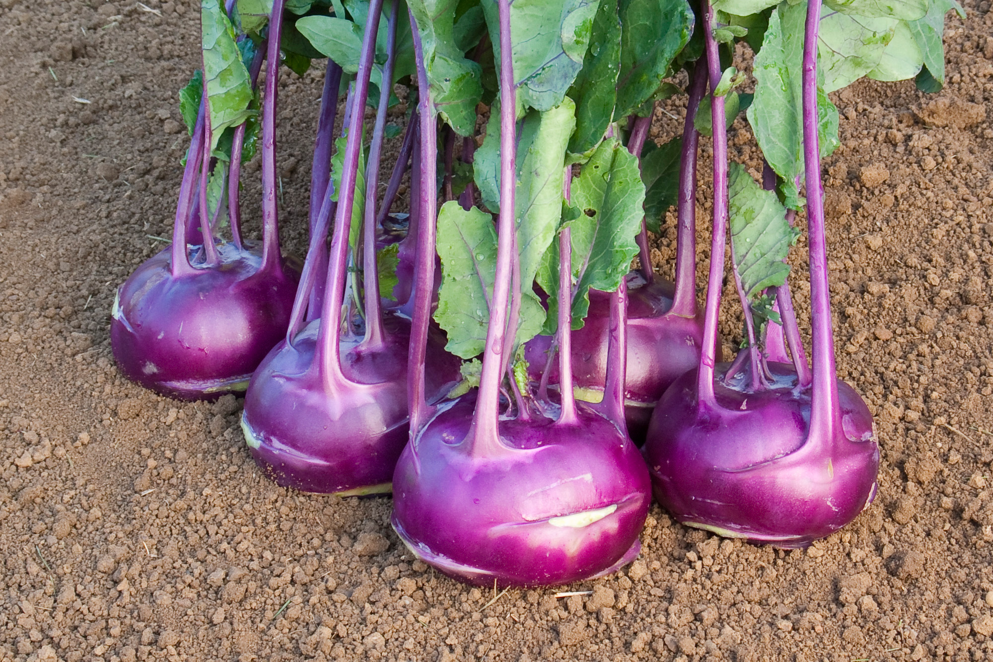 Mehrere violette Kohlrabi-Knollen mit langen Stielen und grünen Blättern auf brauner Erde, frisch geerntet