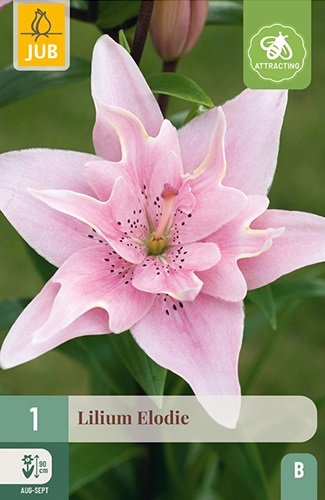 Lilien asiatisch Elodie, gefüllt