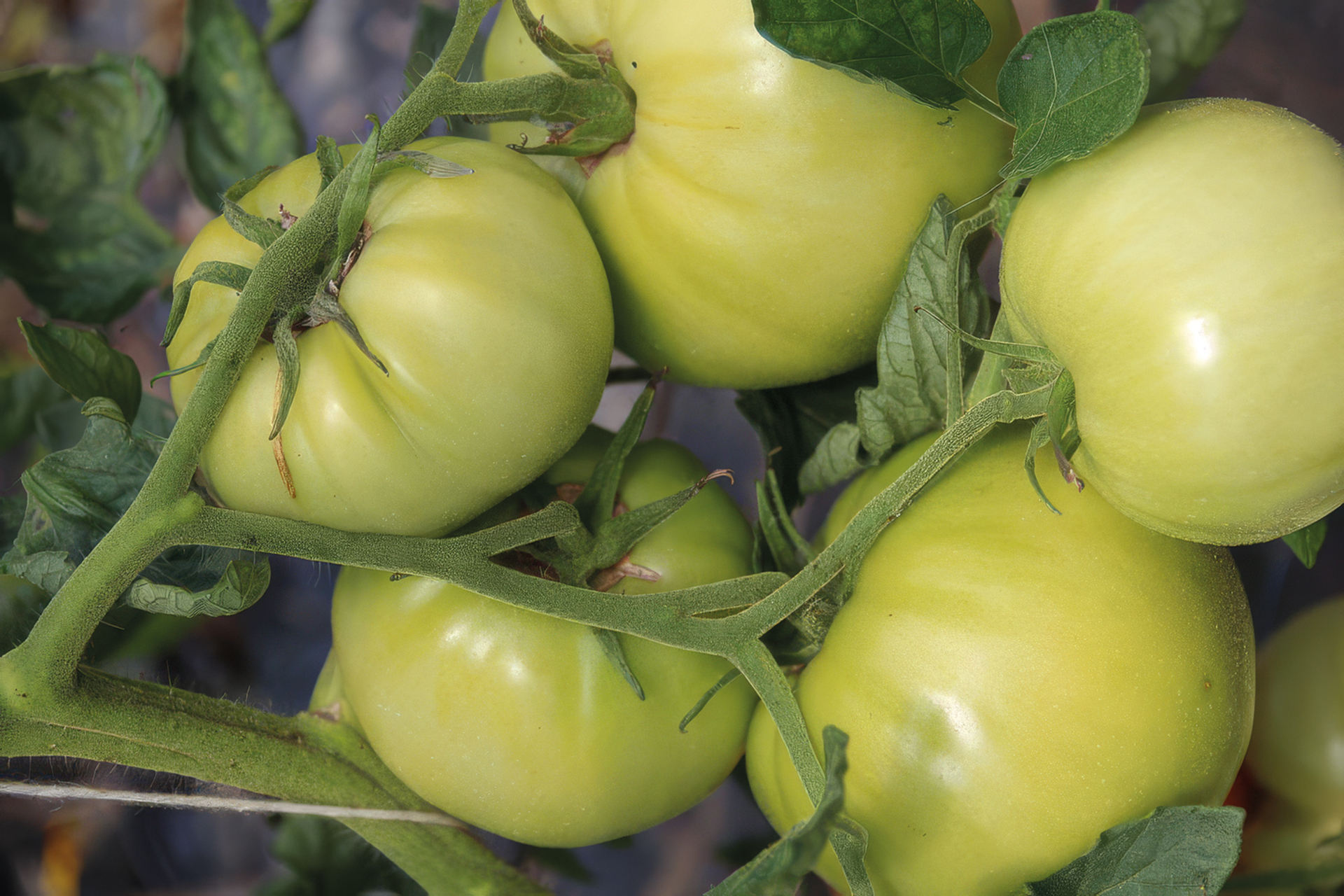 Fleischtomate Gelbe von der Krim