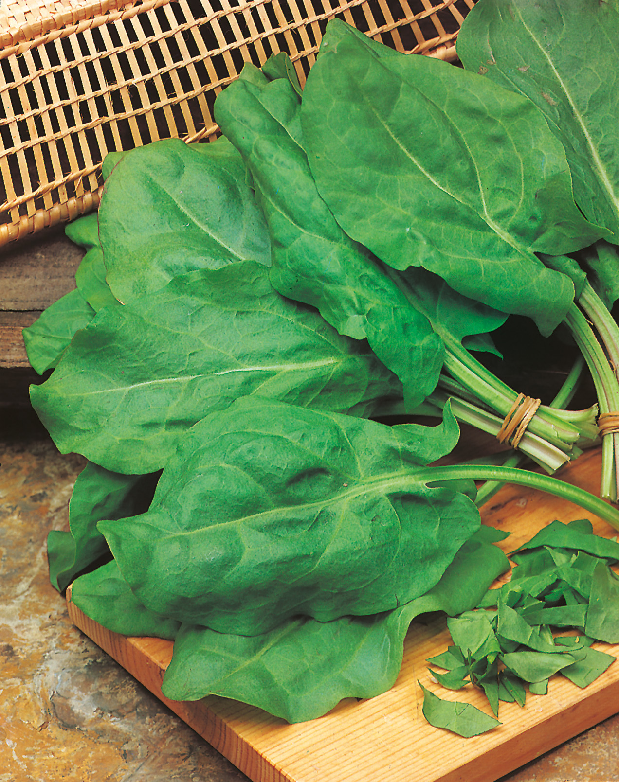 Sauerampfer Belleville, mehrjährig